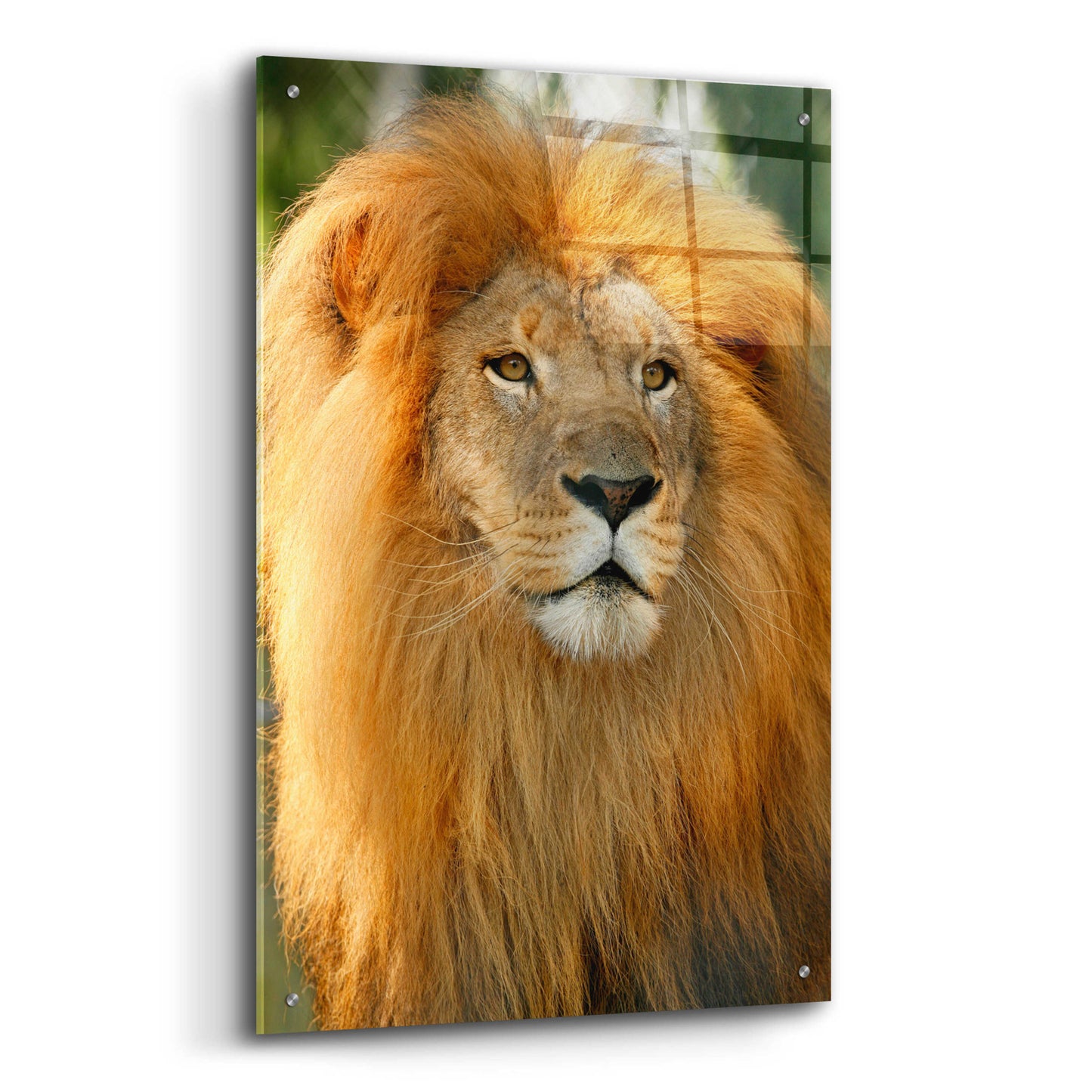 Epic Art 'Lion' by Mike Jones, Acrylic Glass Wall Art,24x36