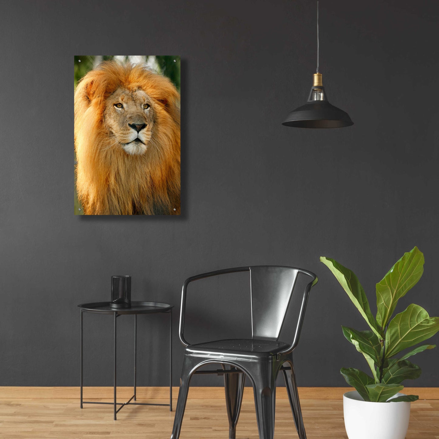 Epic Art 'Lion' by Mike Jones, Acrylic Glass Wall Art,24x36