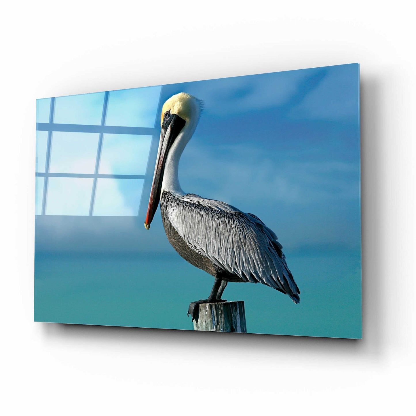 Epic Art 'Pelican' by Mike Jones, Acrylic Glass Wall Art,16x12