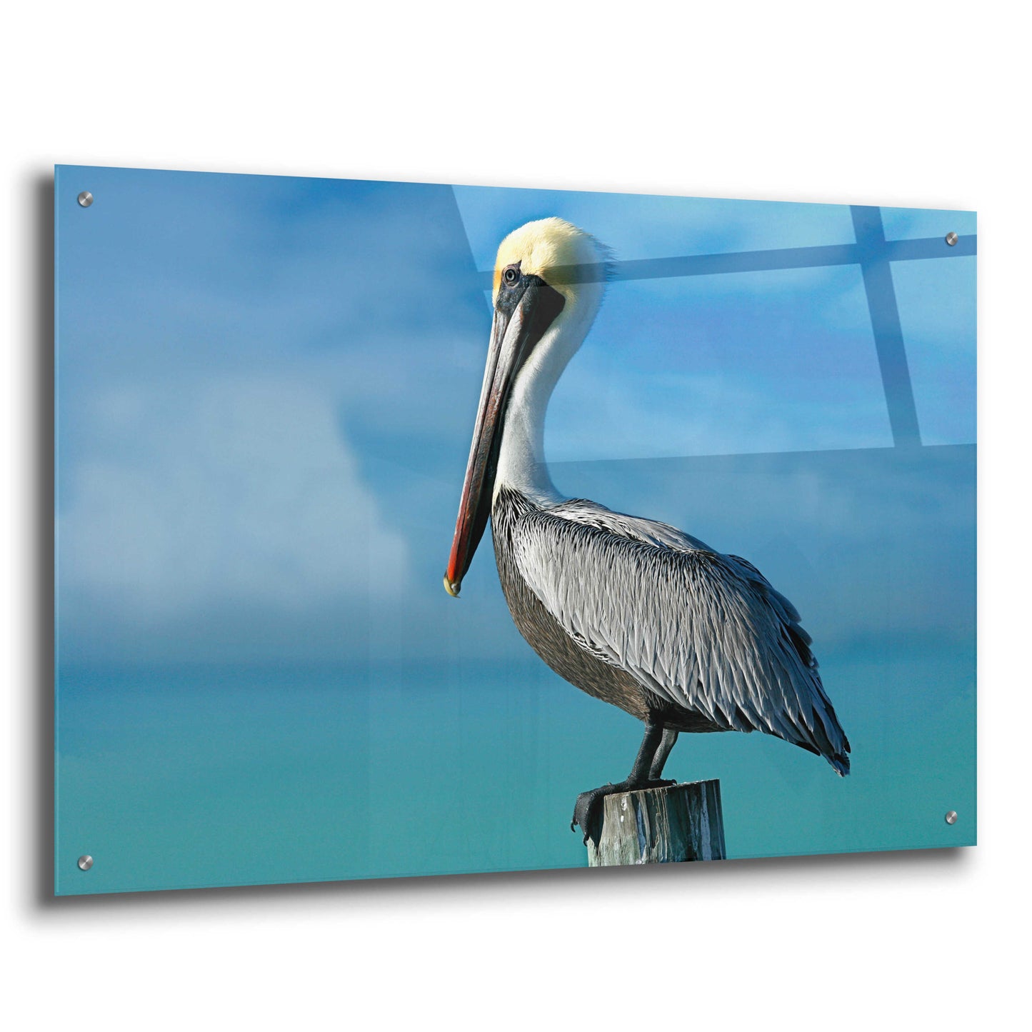 Epic Art 'Pelican' by Mike Jones, Acrylic Glass Wall Art,36x24