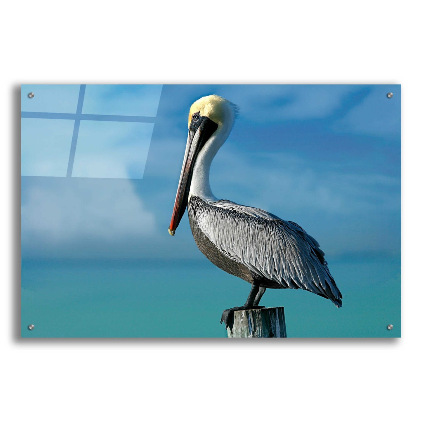 Epic Art 'Pelican' by Mike Jones, Acrylic Glass Wall Art,36x24