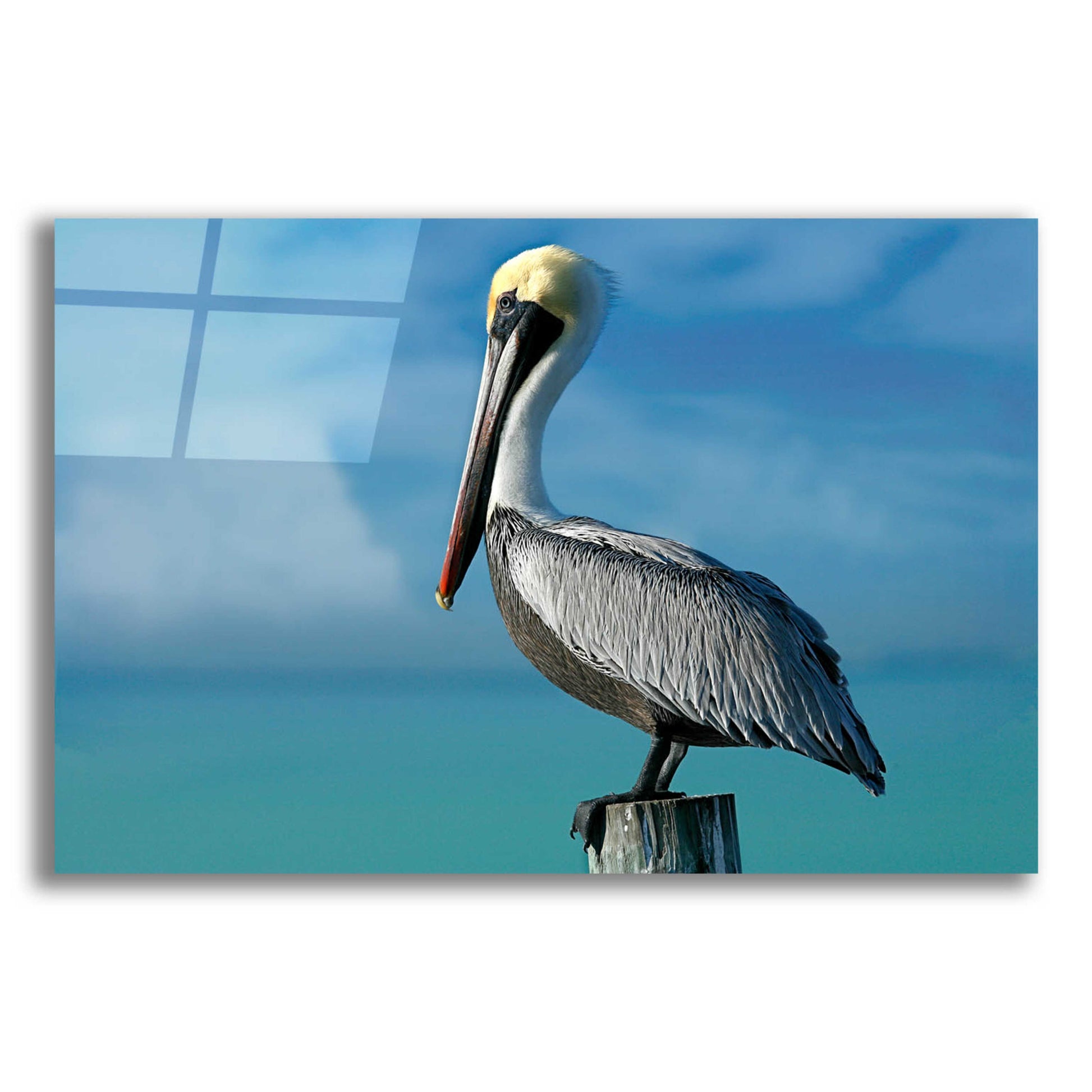 Epic Art 'Pelican' by Mike Jones, Acrylic Glass Wall Art