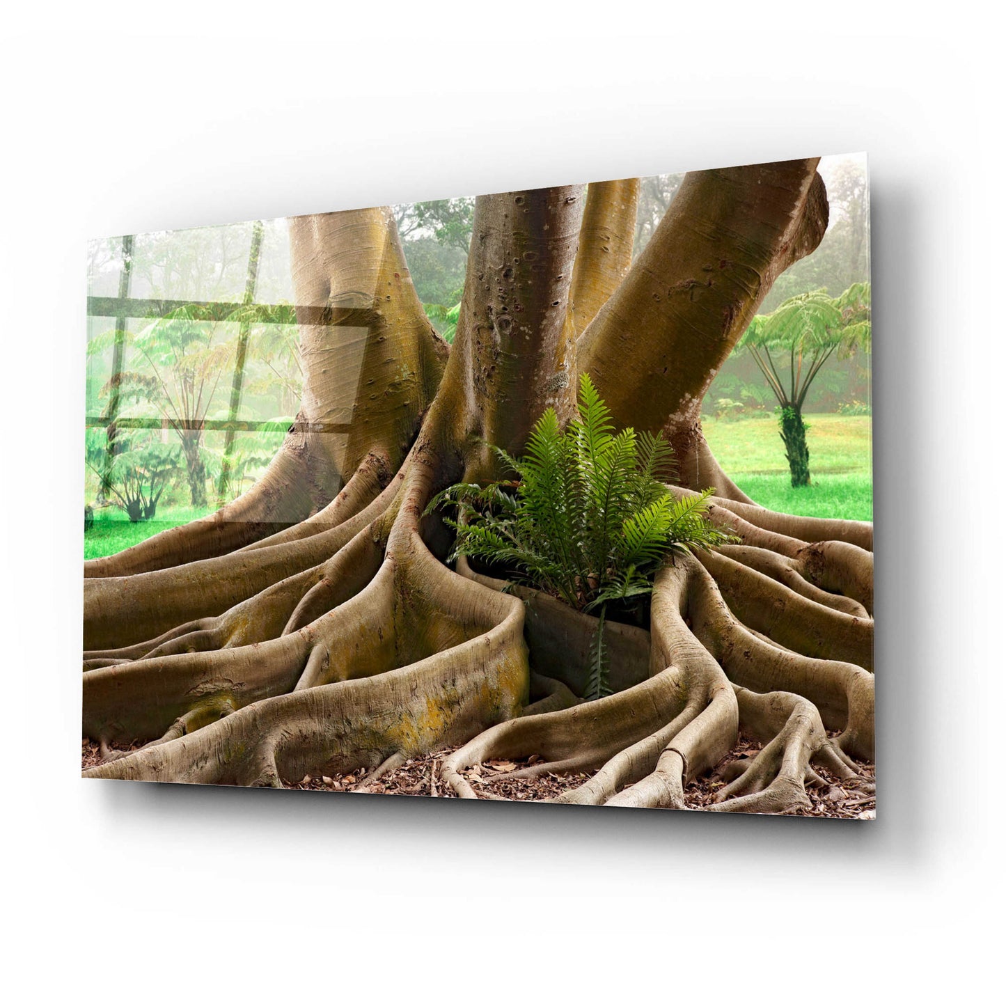 Epic Art 'Roots Sarasots Big Tree' by Mike Jones, Acrylic Glass Wall Art,24x16