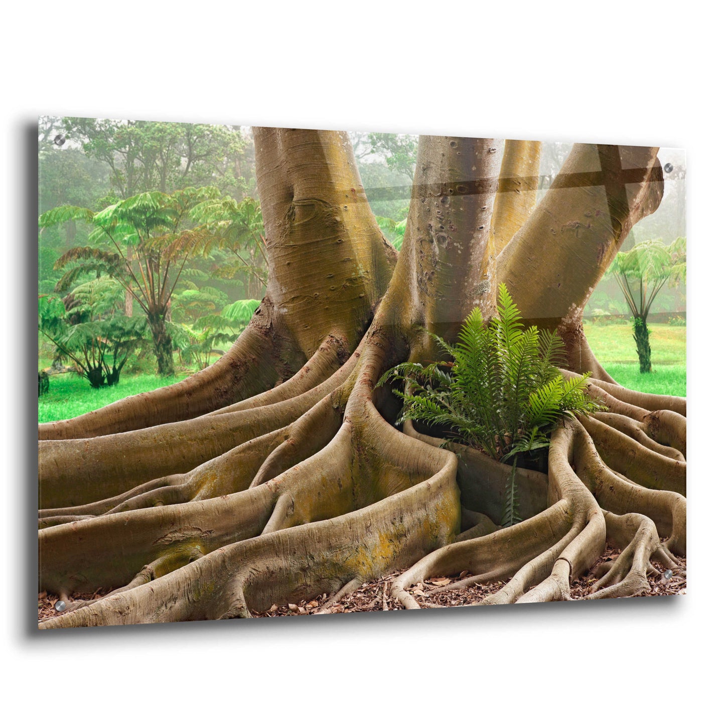 Epic Art 'Roots Sarasots Big Tree' by Mike Jones, Acrylic Glass Wall Art,36x24