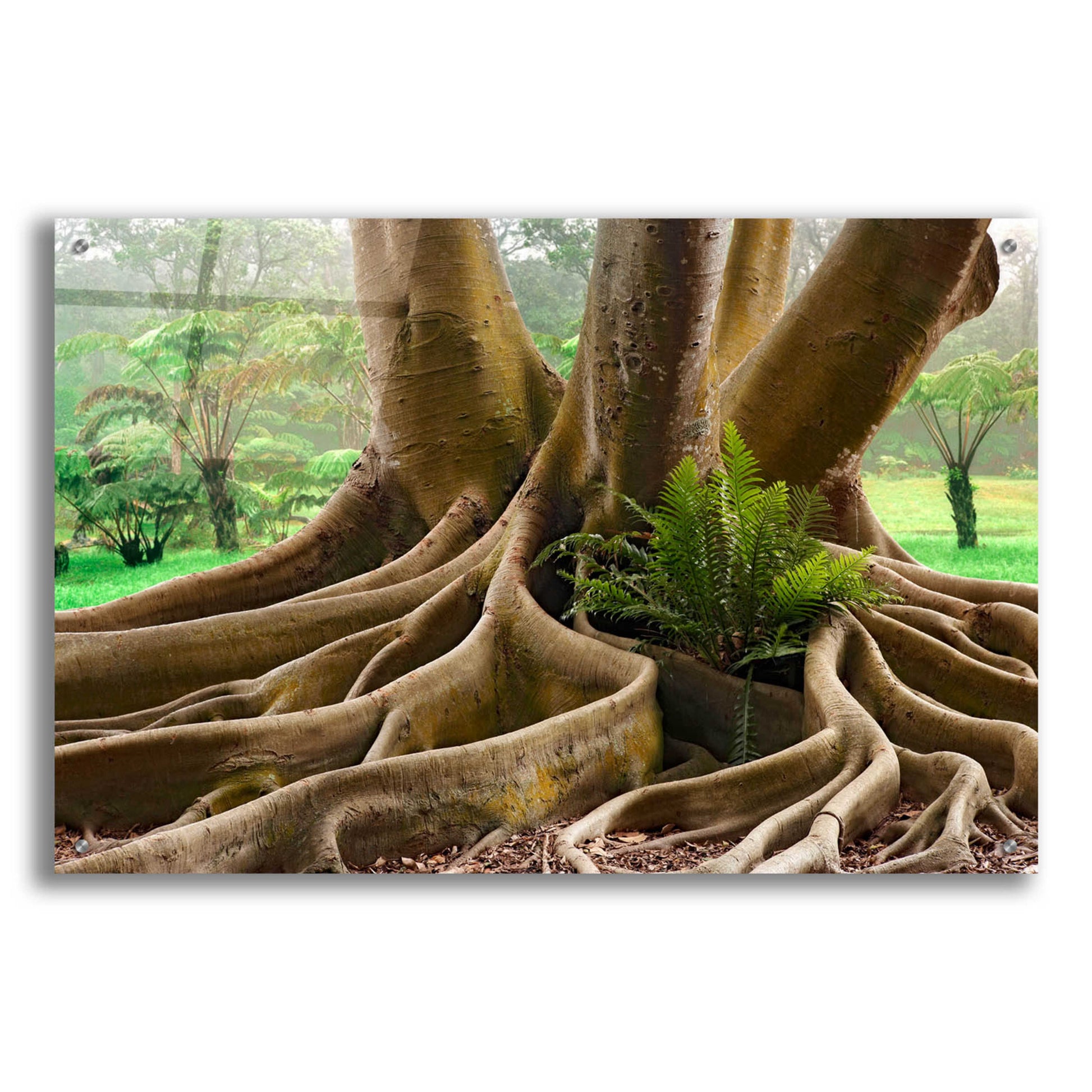 Epic Art 'Roots Sarasots Big Tree' by Mike Jones, Acrylic Glass Wall Art,36x24