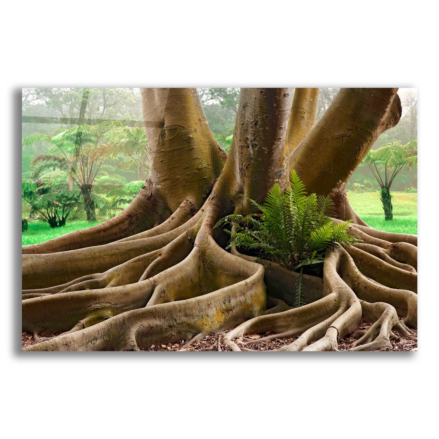 Epic Art 'Roots Sarasots Big Tree' by Mike Jones, Acrylic Glass Wall Art