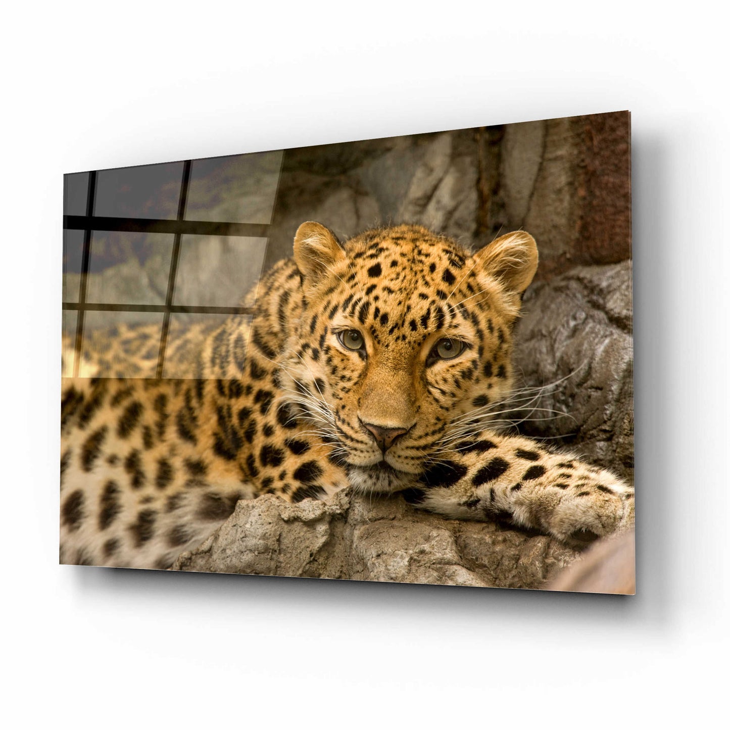 Epic Art 'Denver Zoo Snow Leopard' by Mike Jones, Acrylic Glass Wall Art,16x12