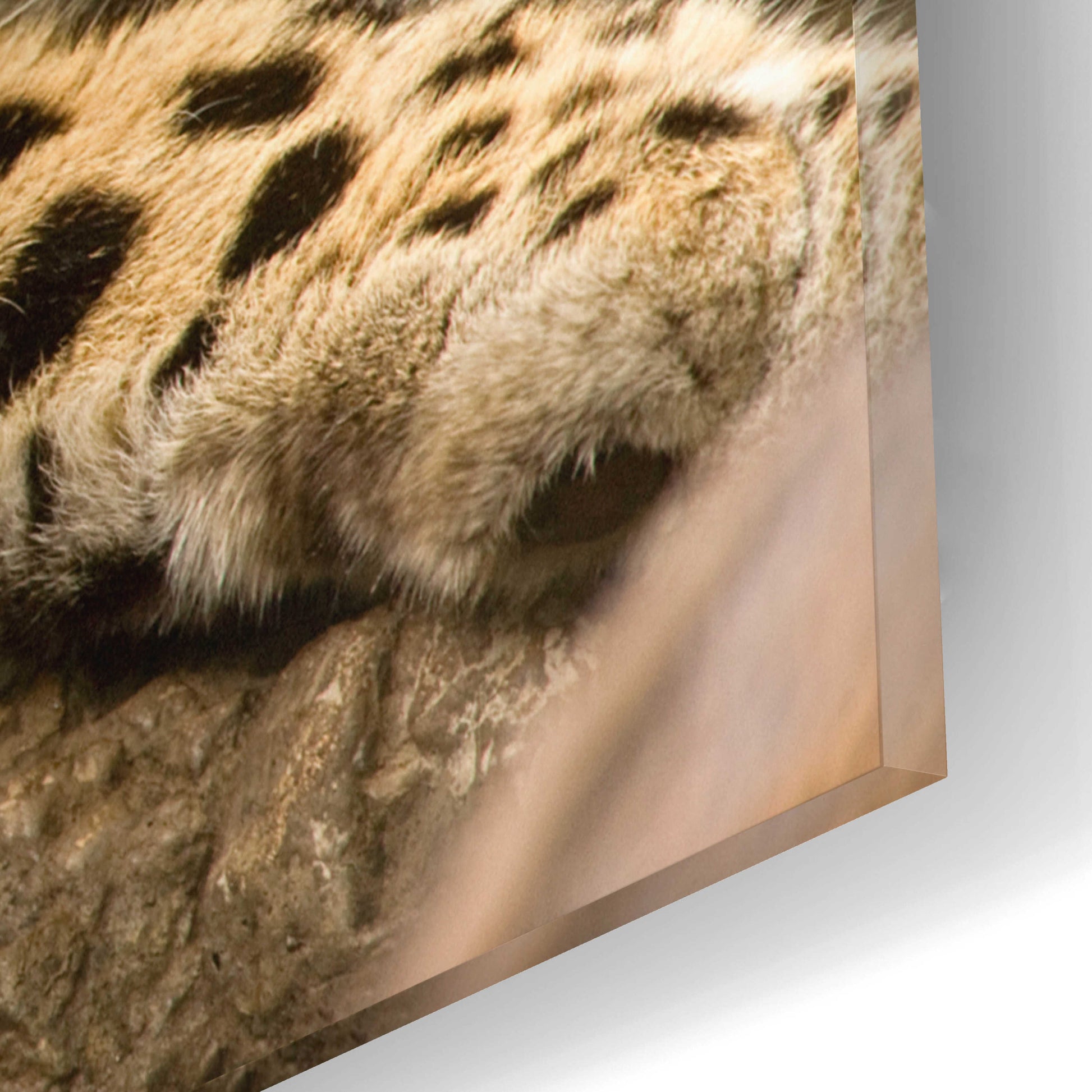 Epic Art 'Denver Zoo Snow Leopard' by Mike Jones, Acrylic Glass Wall Art,16x12