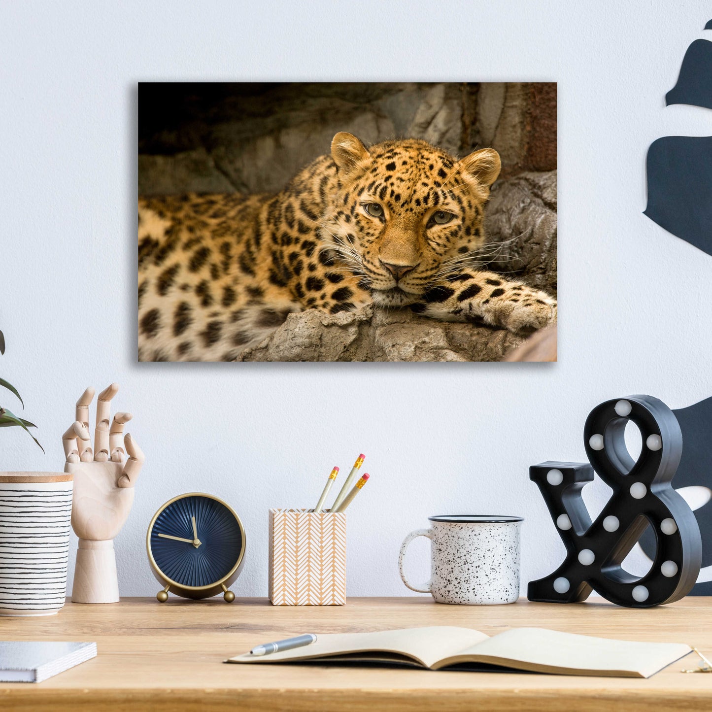 Epic Art 'Denver Zoo Snow Leopard' by Mike Jones, Acrylic Glass Wall Art,16x12