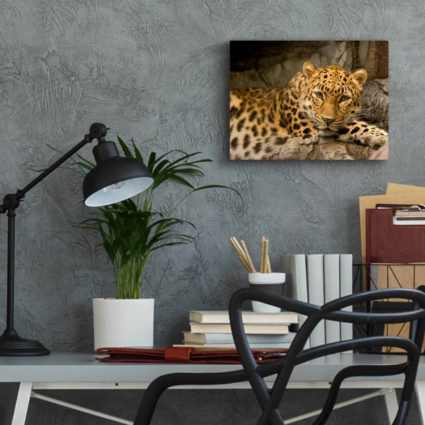 Epic Art 'Denver Zoo Snow Leopard' by Mike Jones, Acrylic Glass Wall Art,16x12