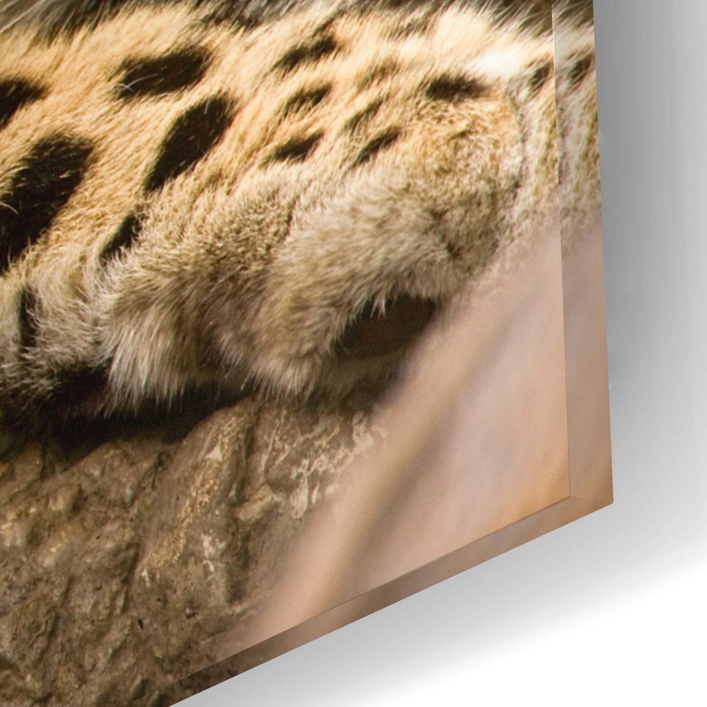 Epic Art 'Denver Zoo Snow Leopard' by Mike Jones, Acrylic Glass Wall Art,24x16