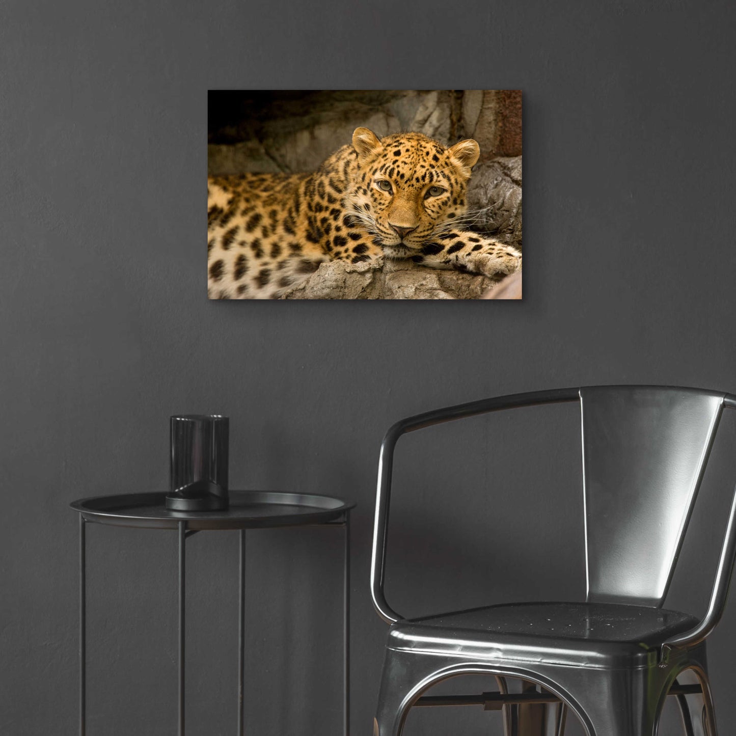 Epic Art 'Denver Zoo Snow Leopard' by Mike Jones, Acrylic Glass Wall Art,24x16