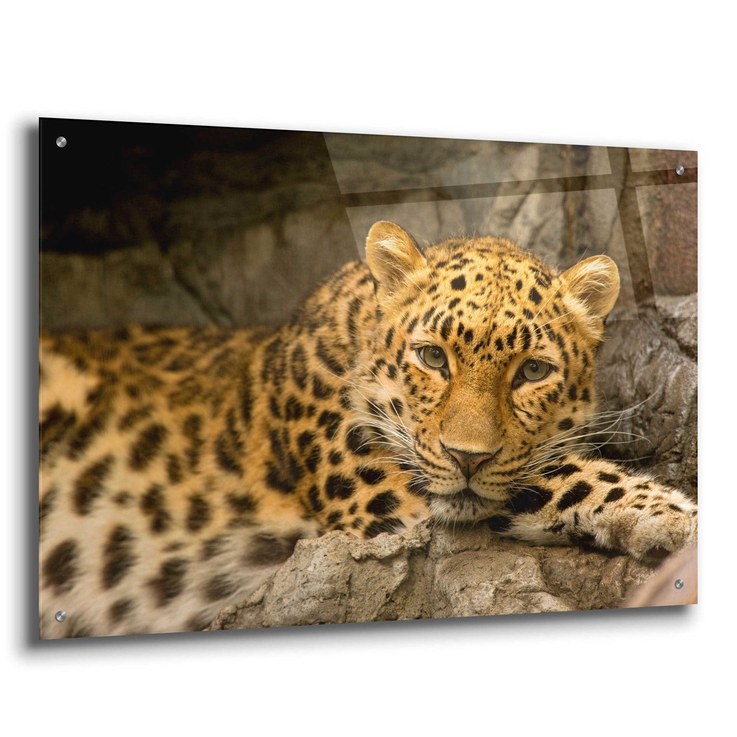 Epic Art 'Denver Zoo Snow Leopard' by Mike Jones, Acrylic Glass Wall Art,36x24