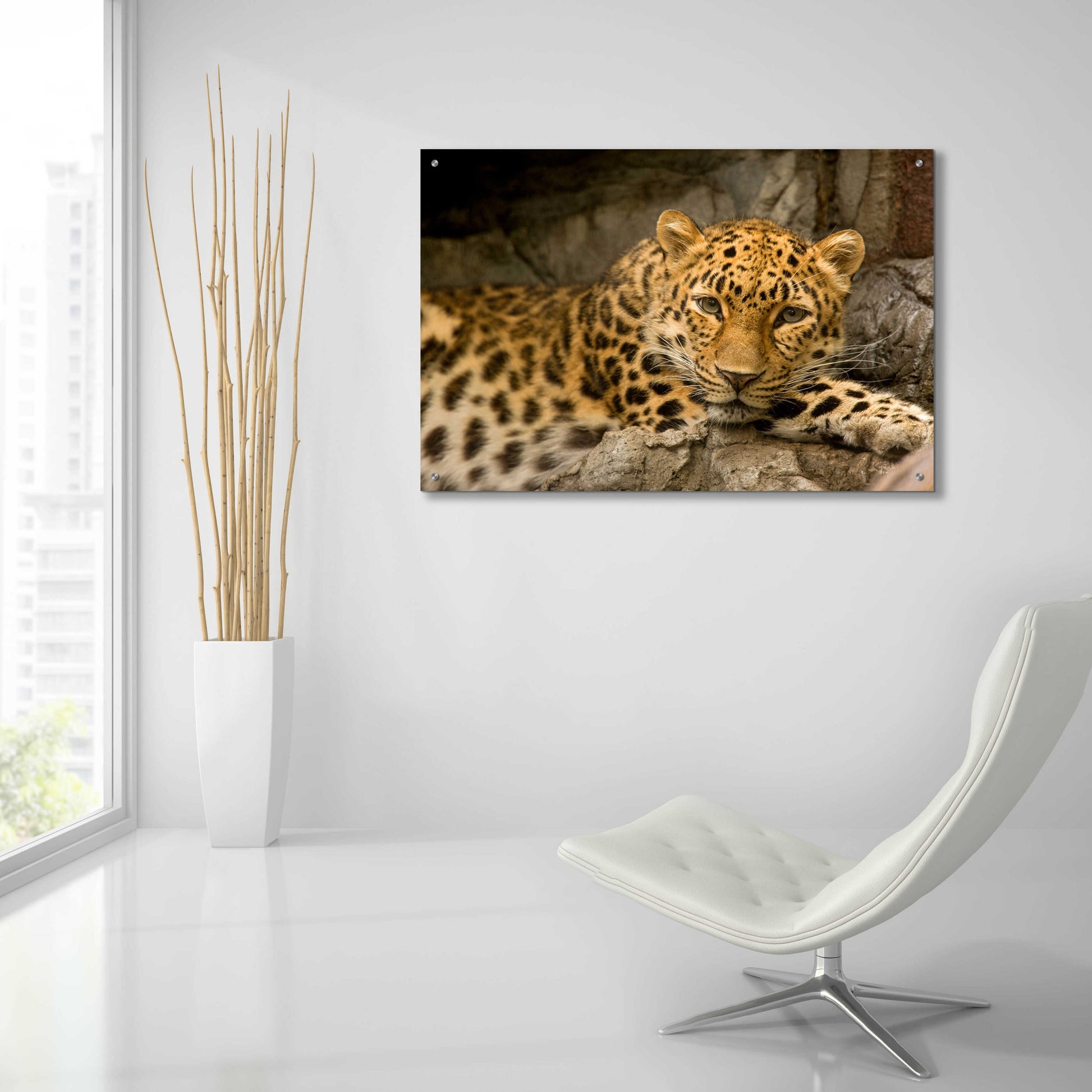 Epic Art 'Denver Zoo Snow Leopard' by Mike Jones, Acrylic Glass Wall Art,36x24