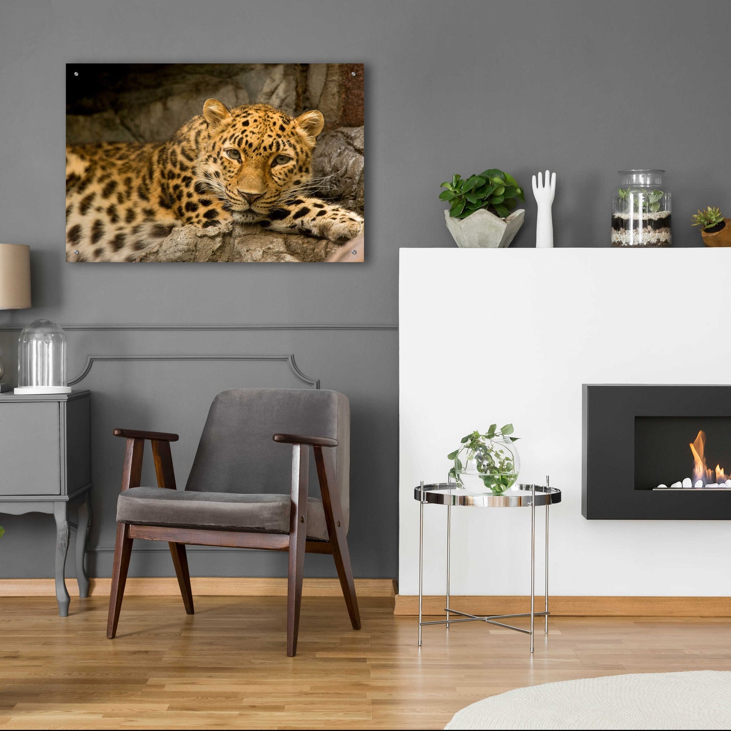 Epic Art 'Denver Zoo Snow Leopard' by Mike Jones, Acrylic Glass Wall Art,36x24