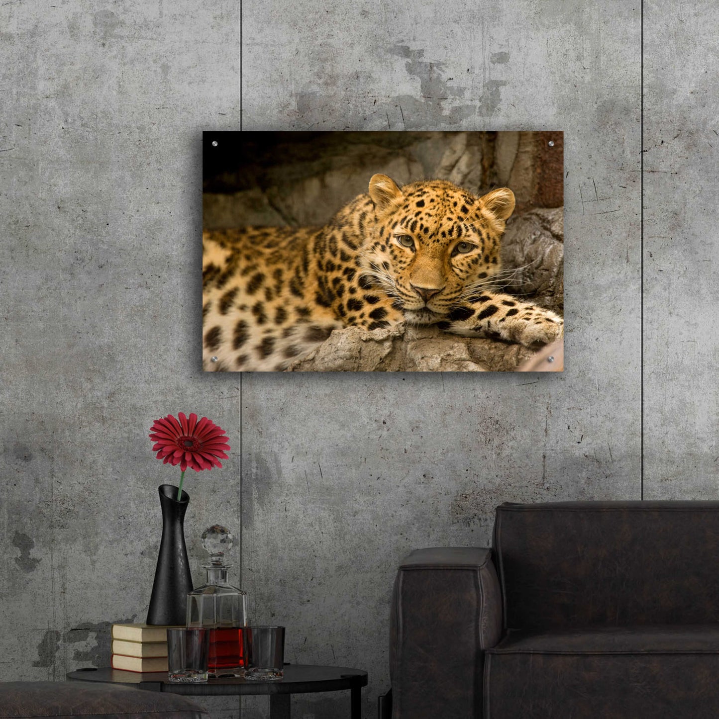 Epic Art 'Denver Zoo Snow Leopard' by Mike Jones, Acrylic Glass Wall Art,36x24