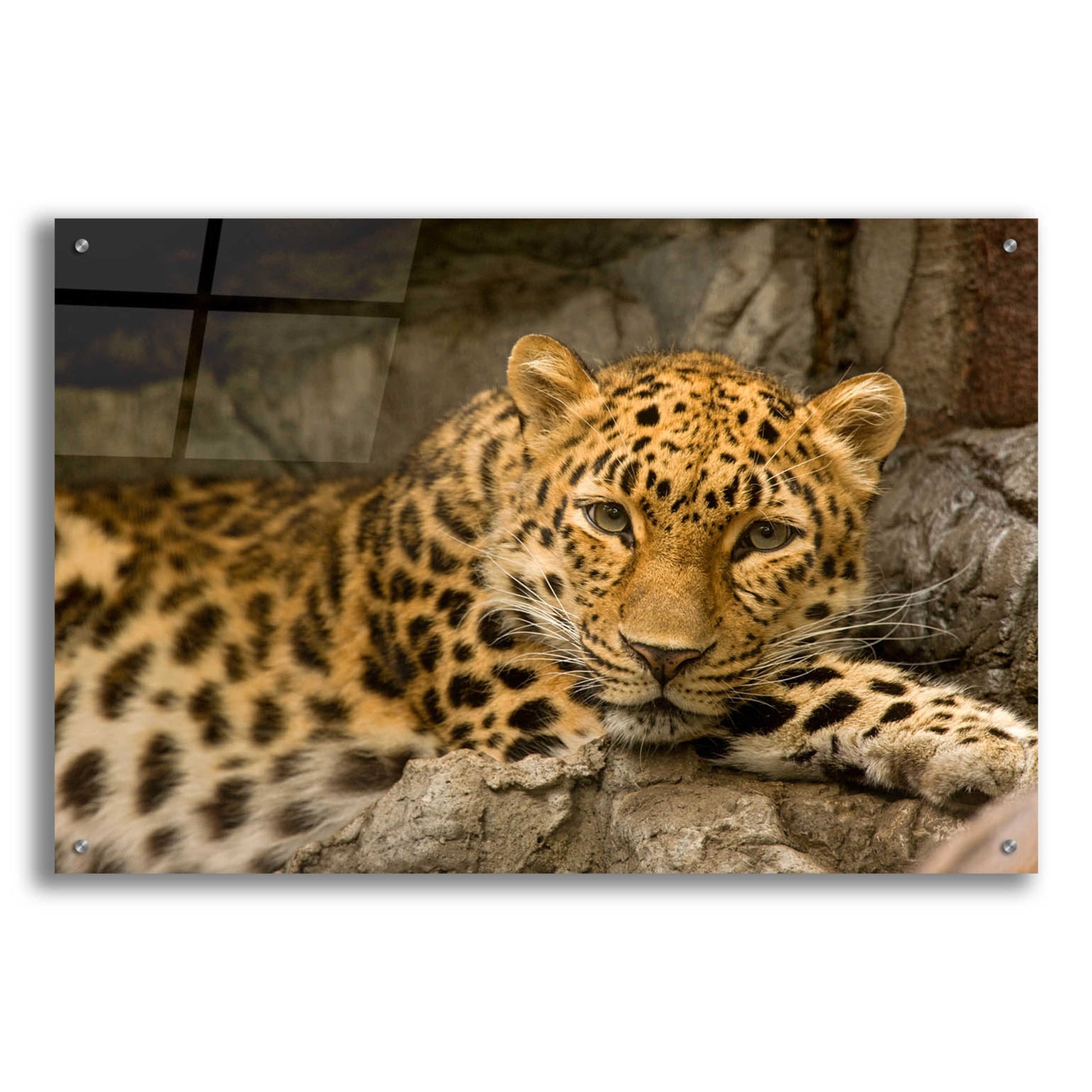 Epic Art 'Denver Zoo Snow Leopard' by Mike Jones, Acrylic Glass Wall Art,36x24