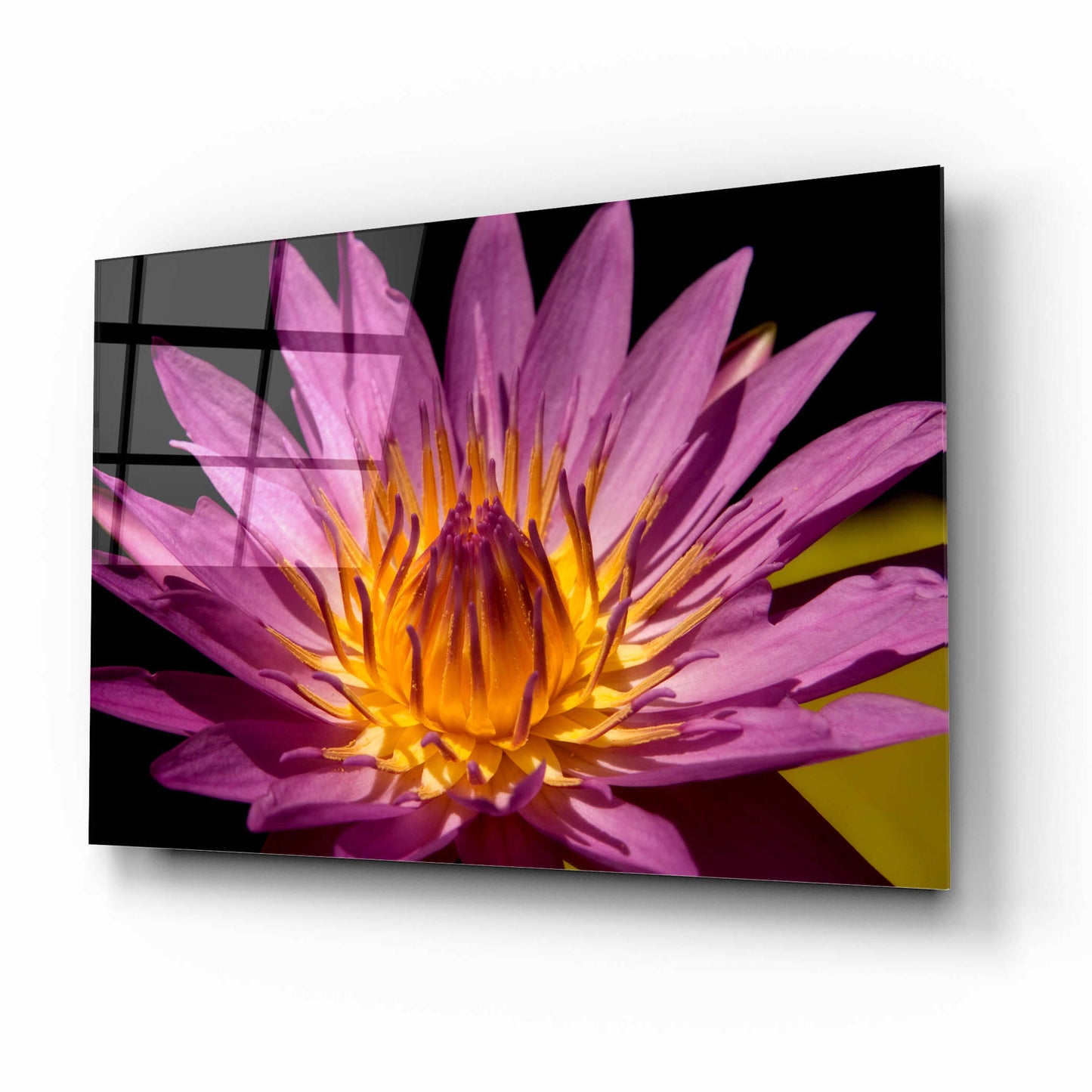 Epic Art 'Fairchild Gardens Lily' by Mike Jones, Acrylic Glass Wall Art,16x12