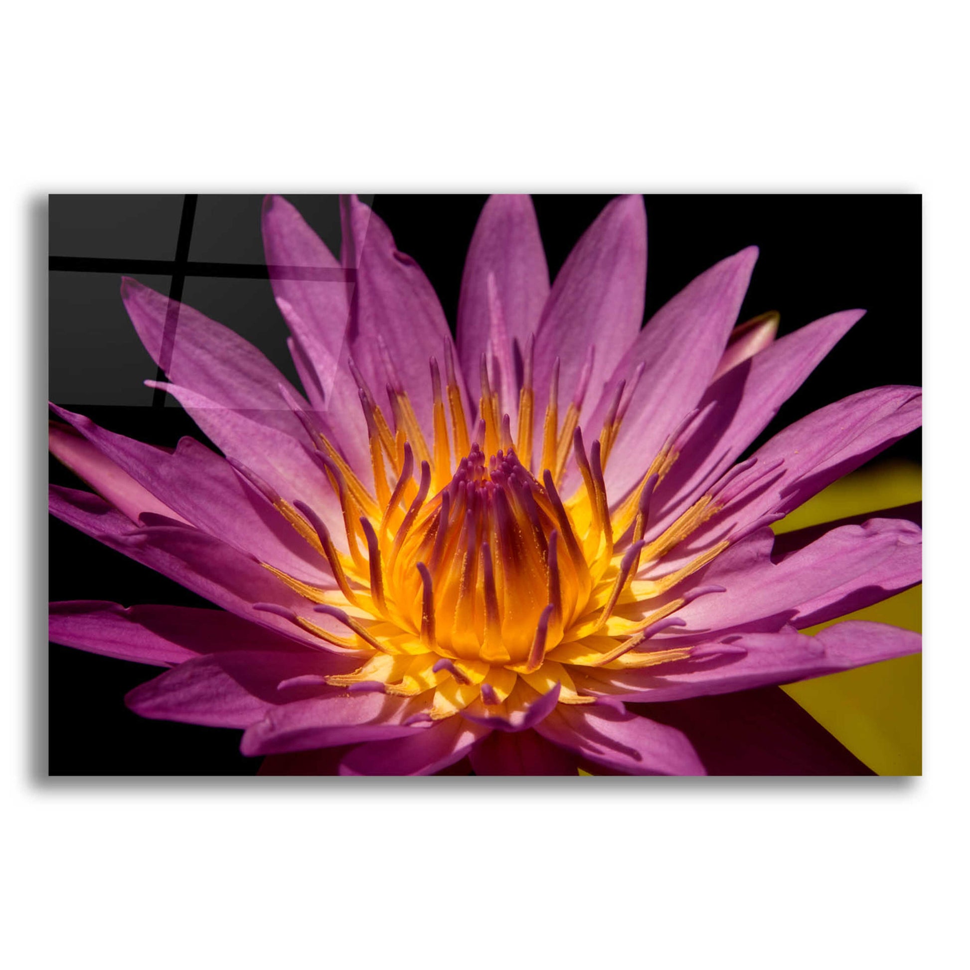 Epic Art 'Fairchild Gardens Lily' by Mike Jones, Acrylic Glass Wall Art,24x16