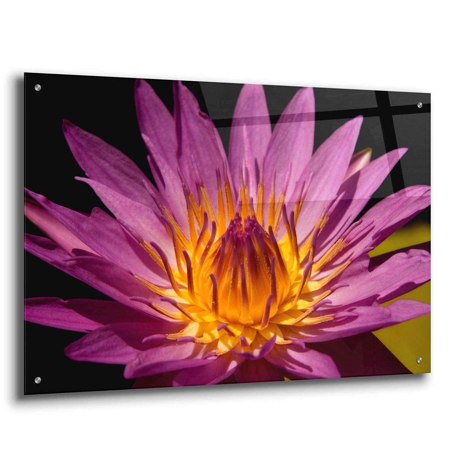 Epic Art 'Fairchild Gardens Lily' by Mike Jones, Acrylic Glass Wall Art,36x24