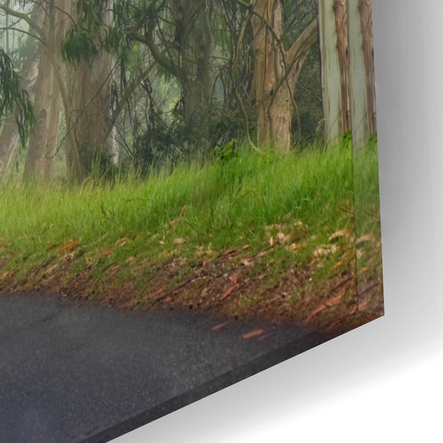 Epic Art 'Foggy Road near Dillon Beach' by Mike Jones, Acrylic Glass Wall Art,16x12