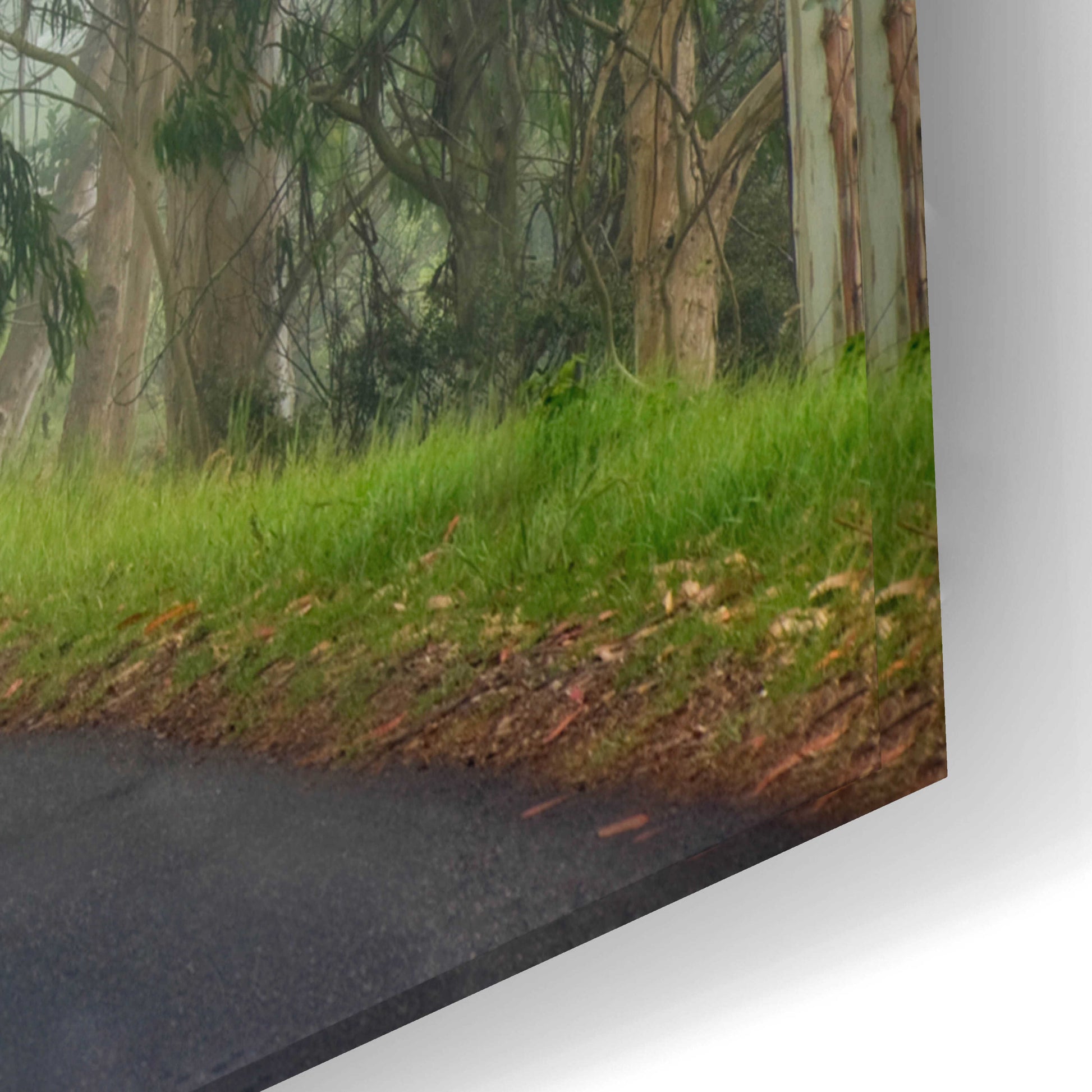 Epic Art 'Foggy Road near Dillon Beach' by Mike Jones, Acrylic Glass Wall Art,24x16