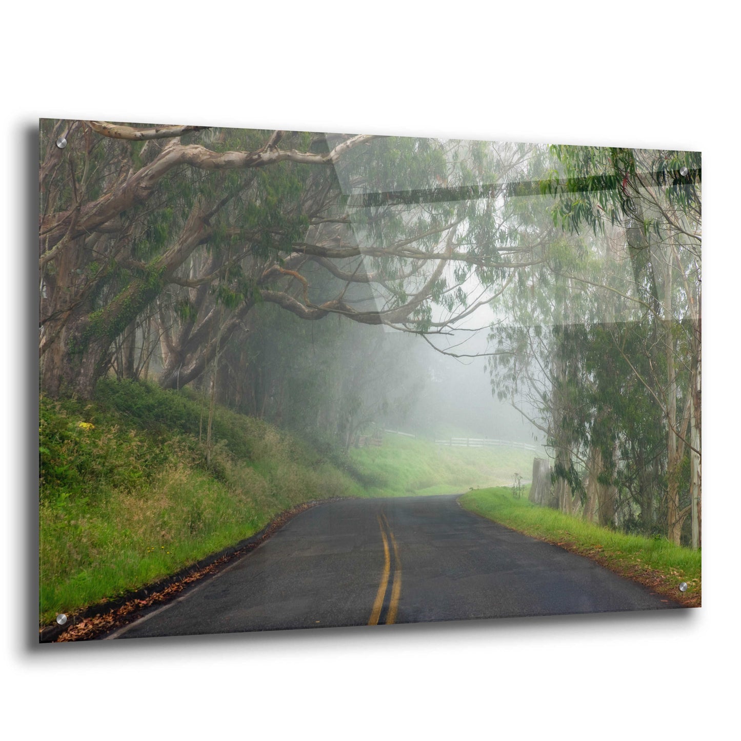 Epic Art 'Foggy Road near Dillon Beach' by Mike Jones, Acrylic Glass Wall Art,36x24