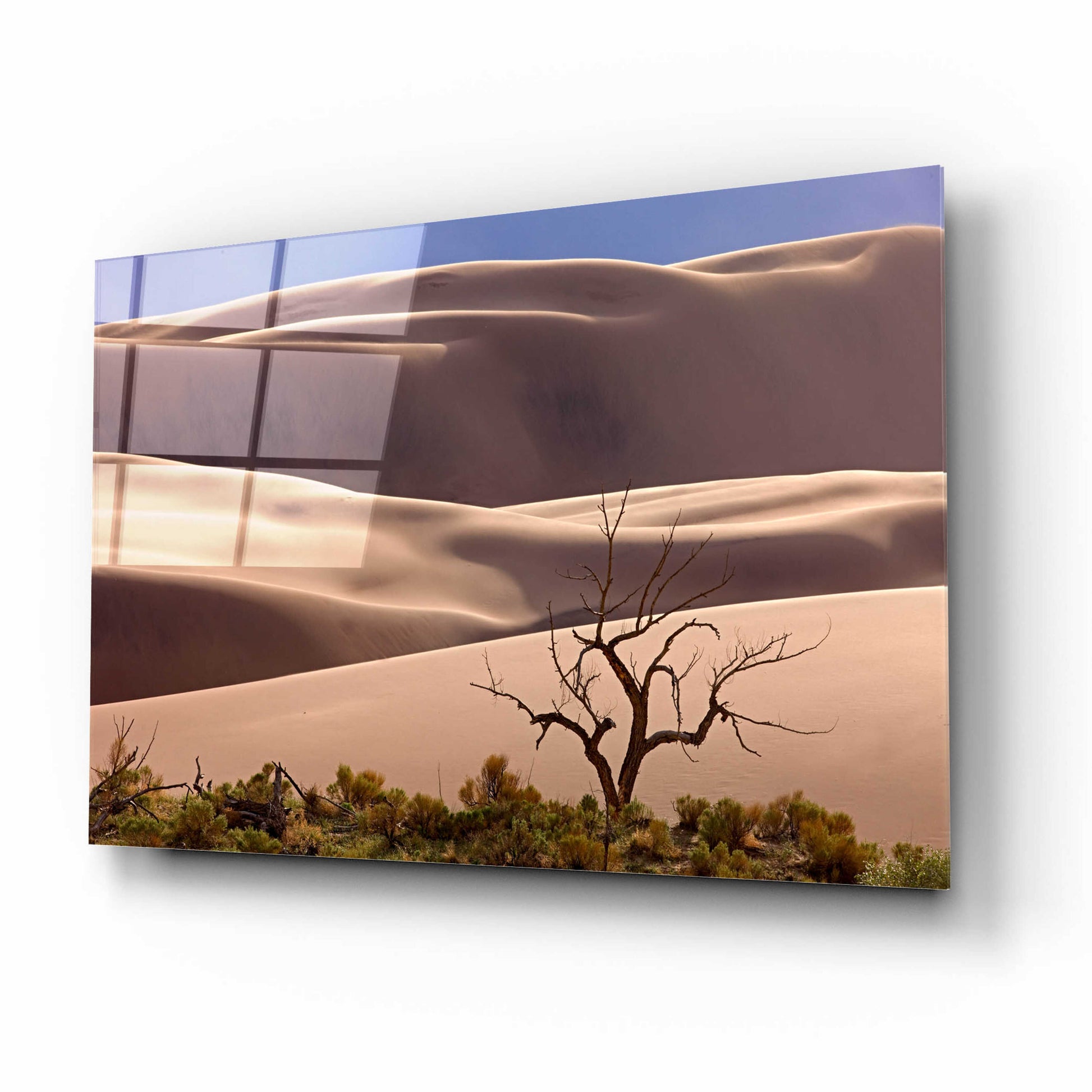 Epic Art 'Great Sand Dunes NP Tree' by Mike Jones, Acrylic Glass Wall Art,16x12