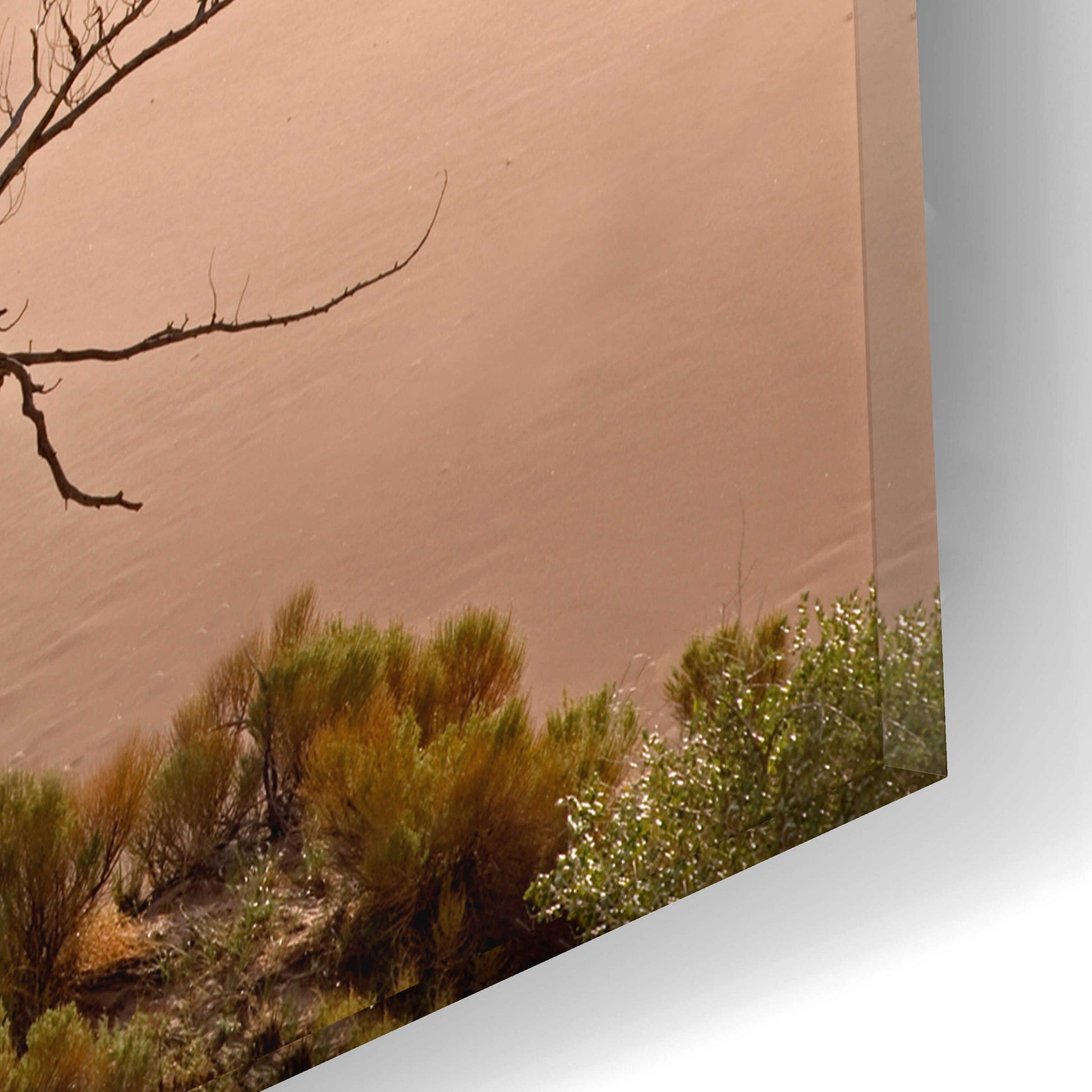 Epic Art 'Great Sand Dunes NP Tree' by Mike Jones, Acrylic Glass Wall Art,16x12