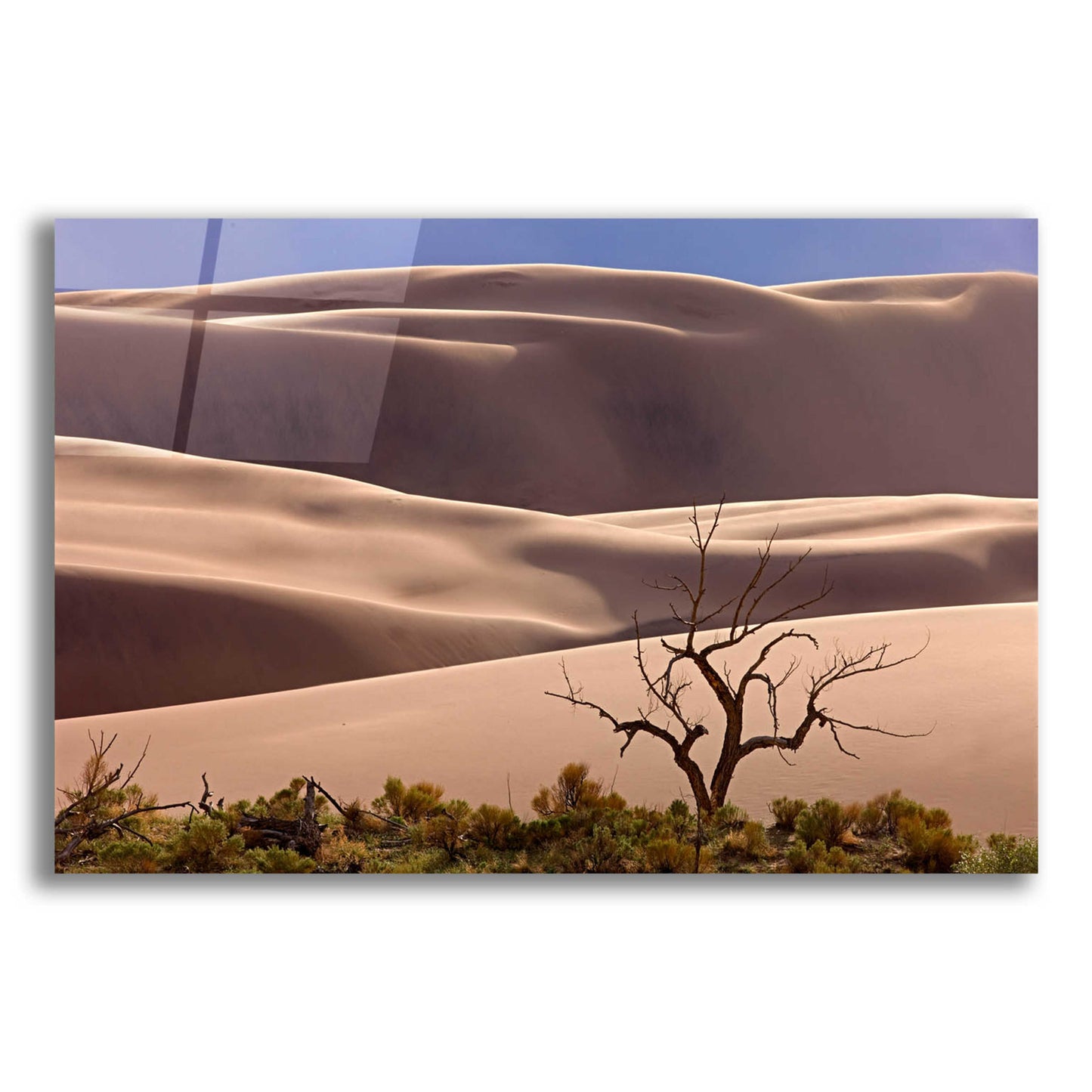 Epic Art 'Great Sand Dunes NP Tree' by Mike Jones, Acrylic Glass Wall Art,16x12