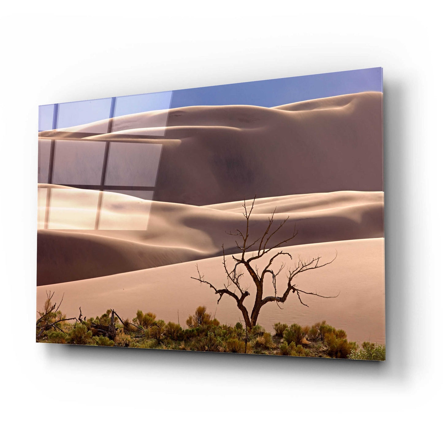 Epic Art 'Great Sand Dunes NP Tree' by Mike Jones, Acrylic Glass Wall Art,24x16