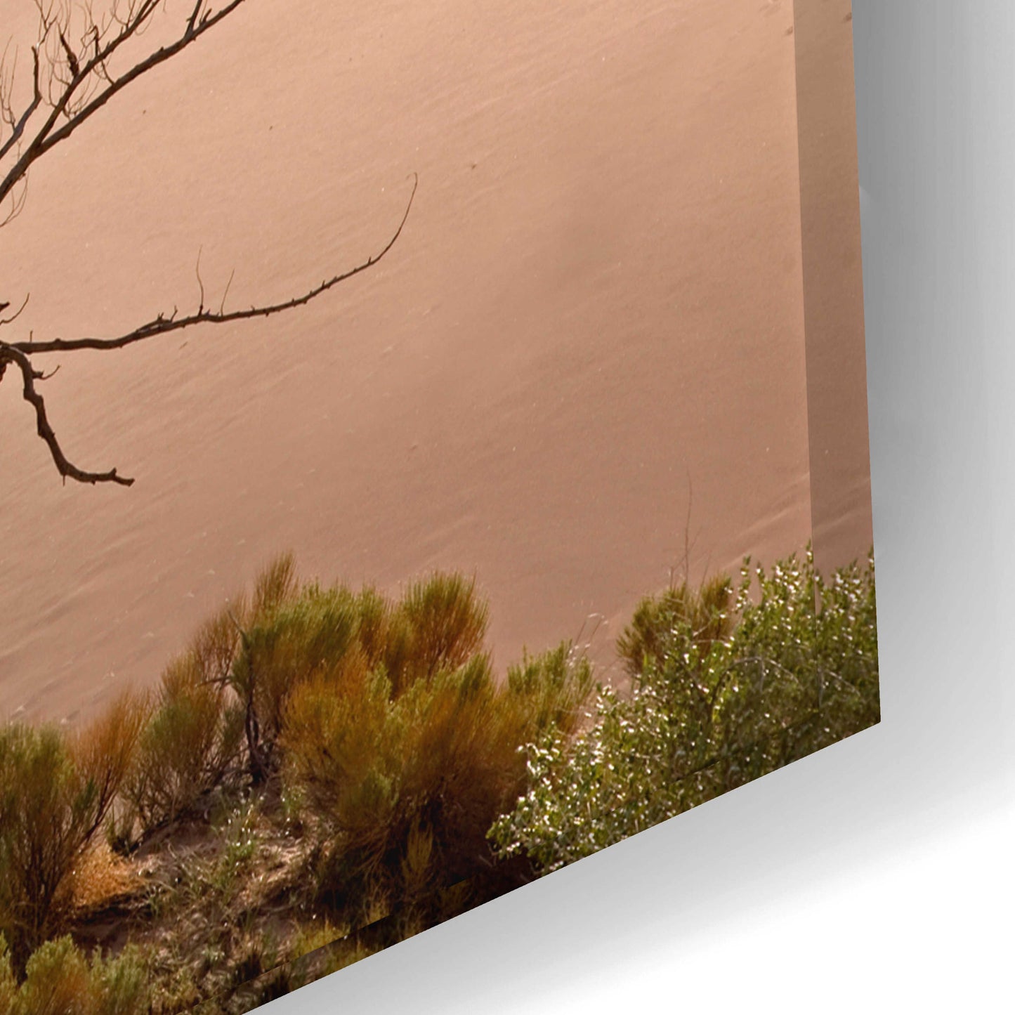 Epic Art 'Great Sand Dunes NP Tree' by Mike Jones, Acrylic Glass Wall Art,24x16