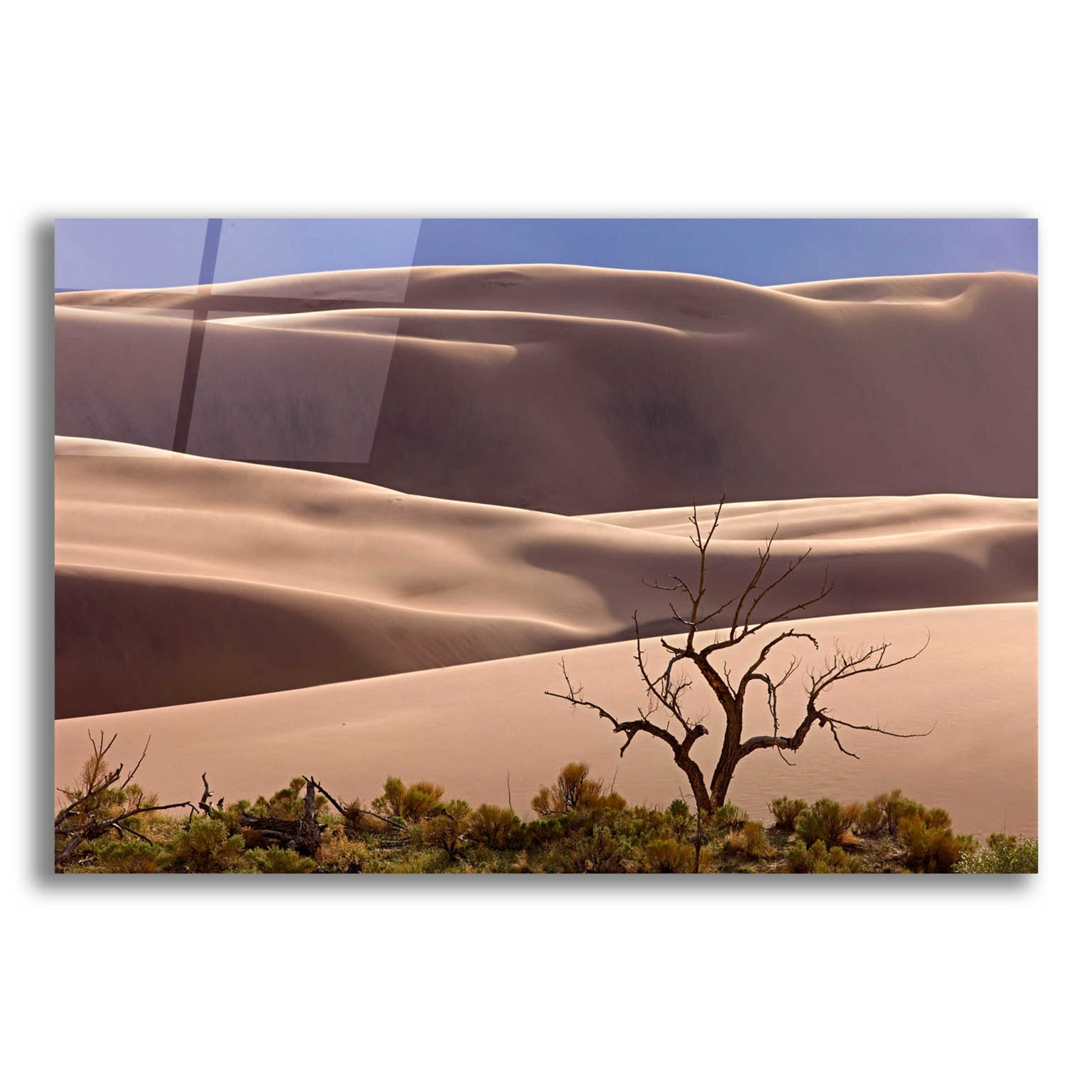 Epic Art 'Great Sand Dunes NP Tree' by Mike Jones, Acrylic Glass Wall Art,24x16