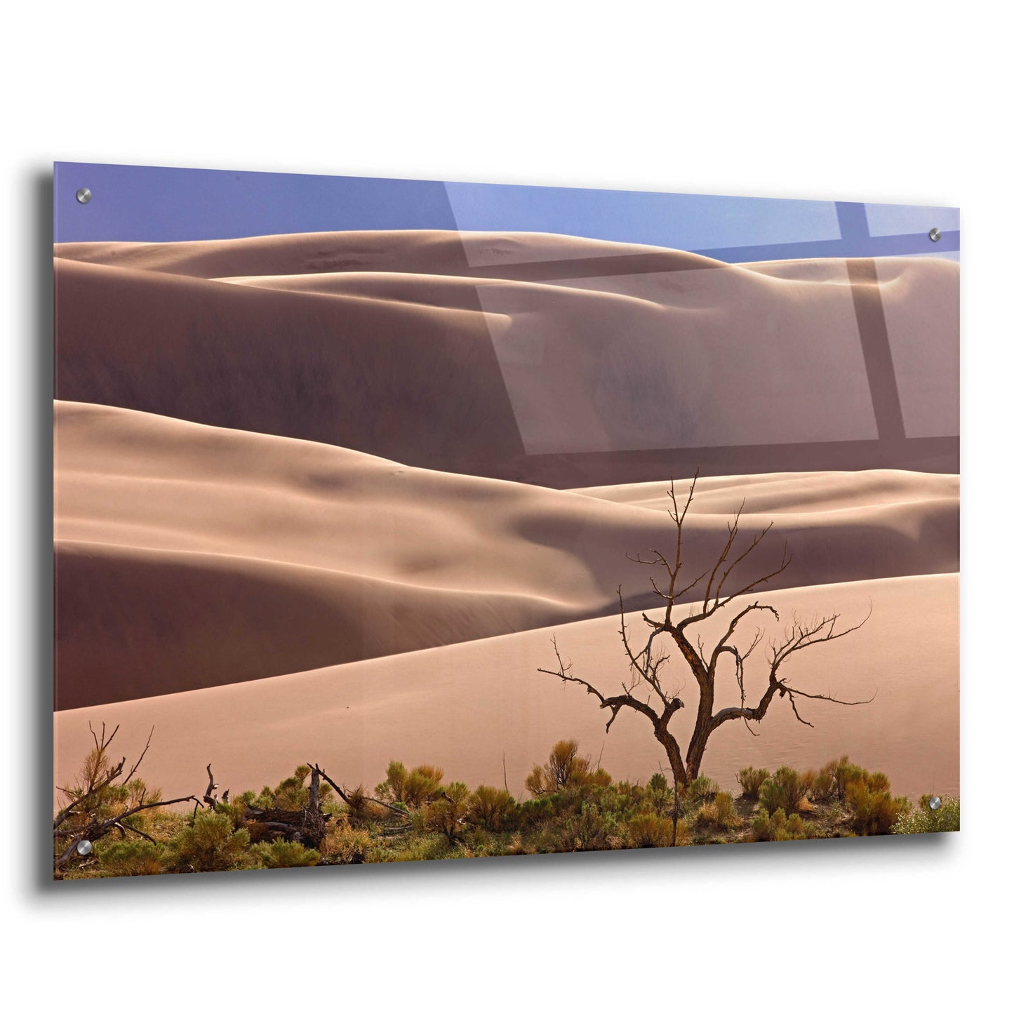 Epic Art 'Great Sand Dunes NP Tree' by Mike Jones, Acrylic Glass Wall Art,36x24