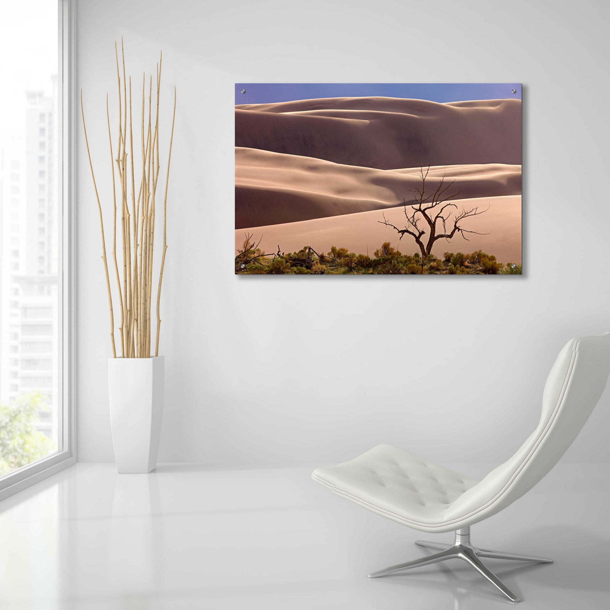 Epic Art 'Great Sand Dunes NP Tree' by Mike Jones, Acrylic Glass Wall Art,36x24