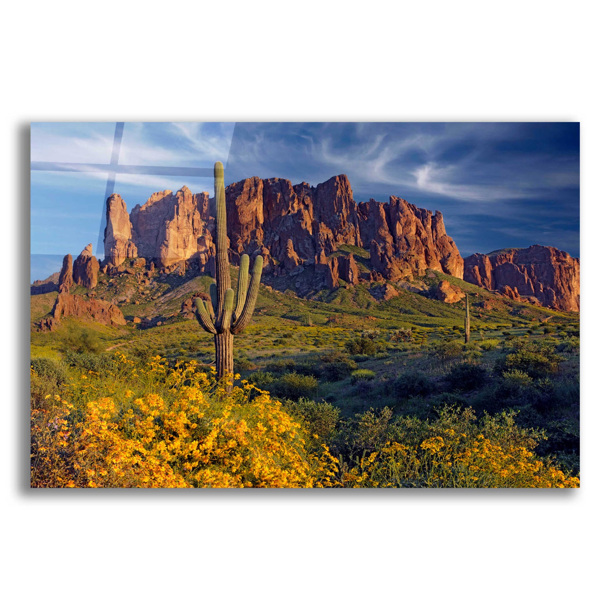 Epic Art 'Lost Dutchman flowers' by Mike Jones, Acrylic Glass Wall Art,16x12