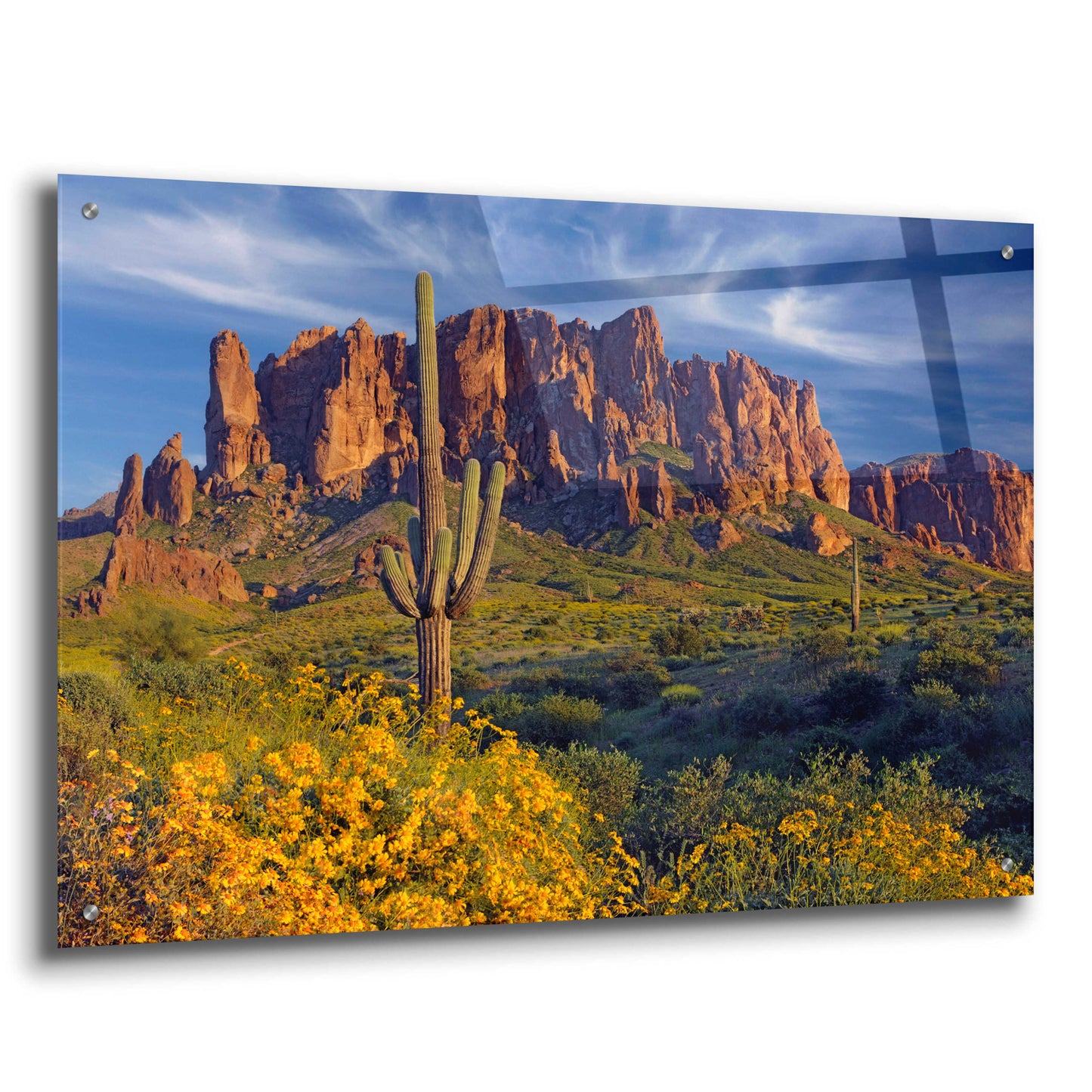 Epic Art 'Lost Dutchman flowers' by Mike Jones, Acrylic Glass Wall Art,36x24