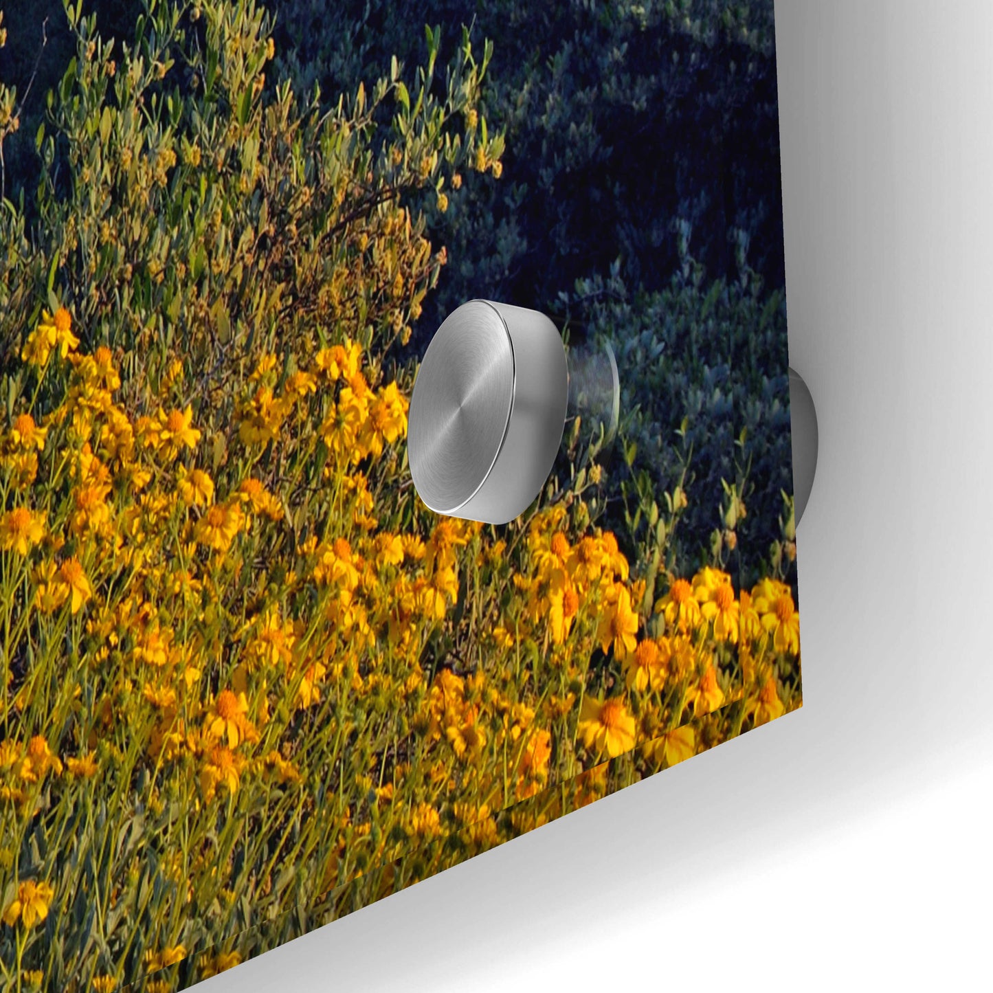 Epic Art 'Lost Dutchman flowers' by Mike Jones, Acrylic Glass Wall Art,36x24