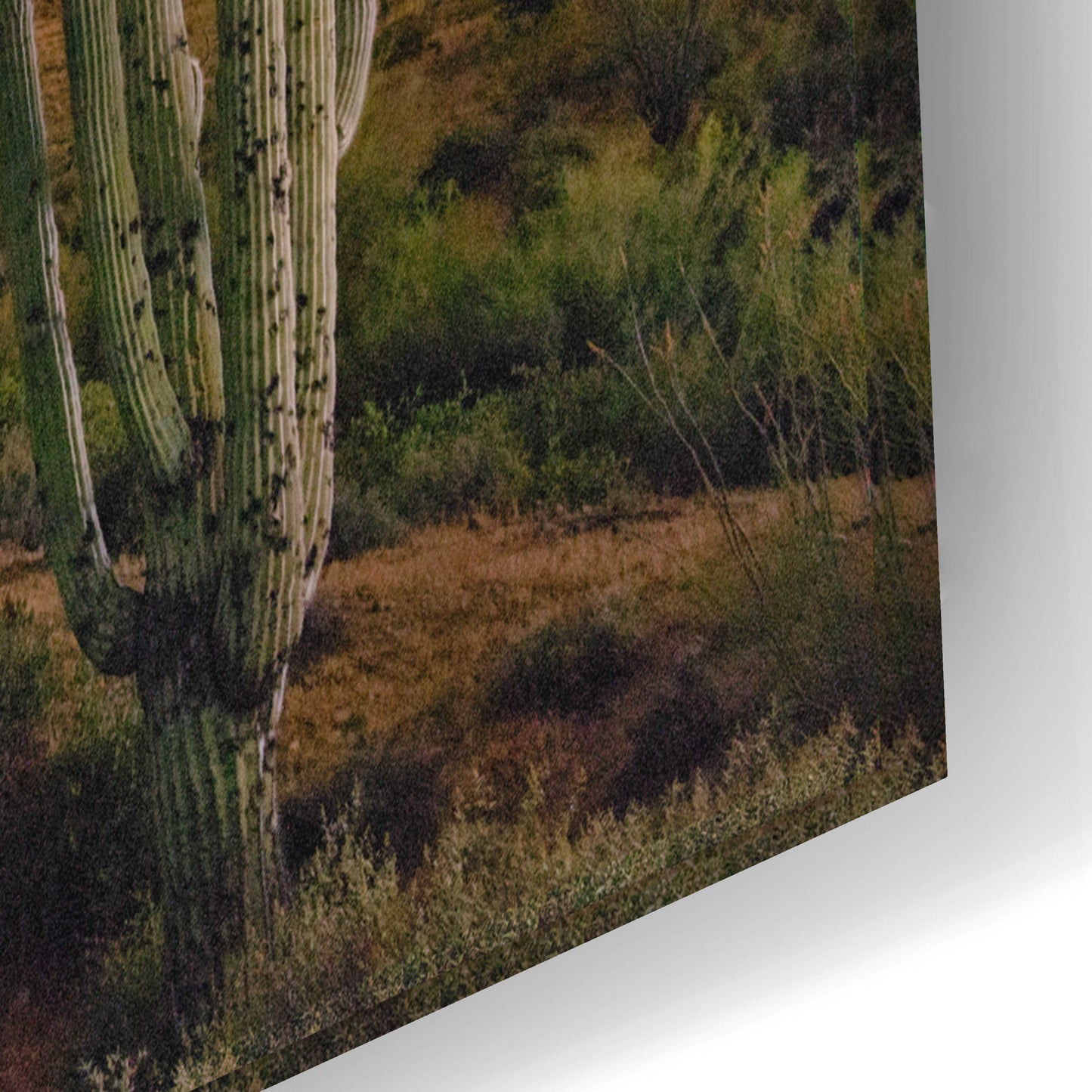 Epic Art 'Lost Dutchman Star Trails' by Mike Jones, Acrylic Glass Wall Art,24x16