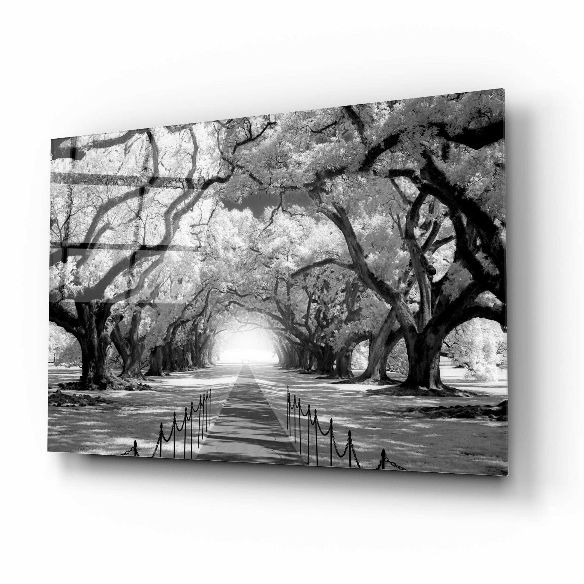 Epic Art 'Oak Alley inf CHECK' by Mike Jones, Acrylic Glass Wall Art,16x12