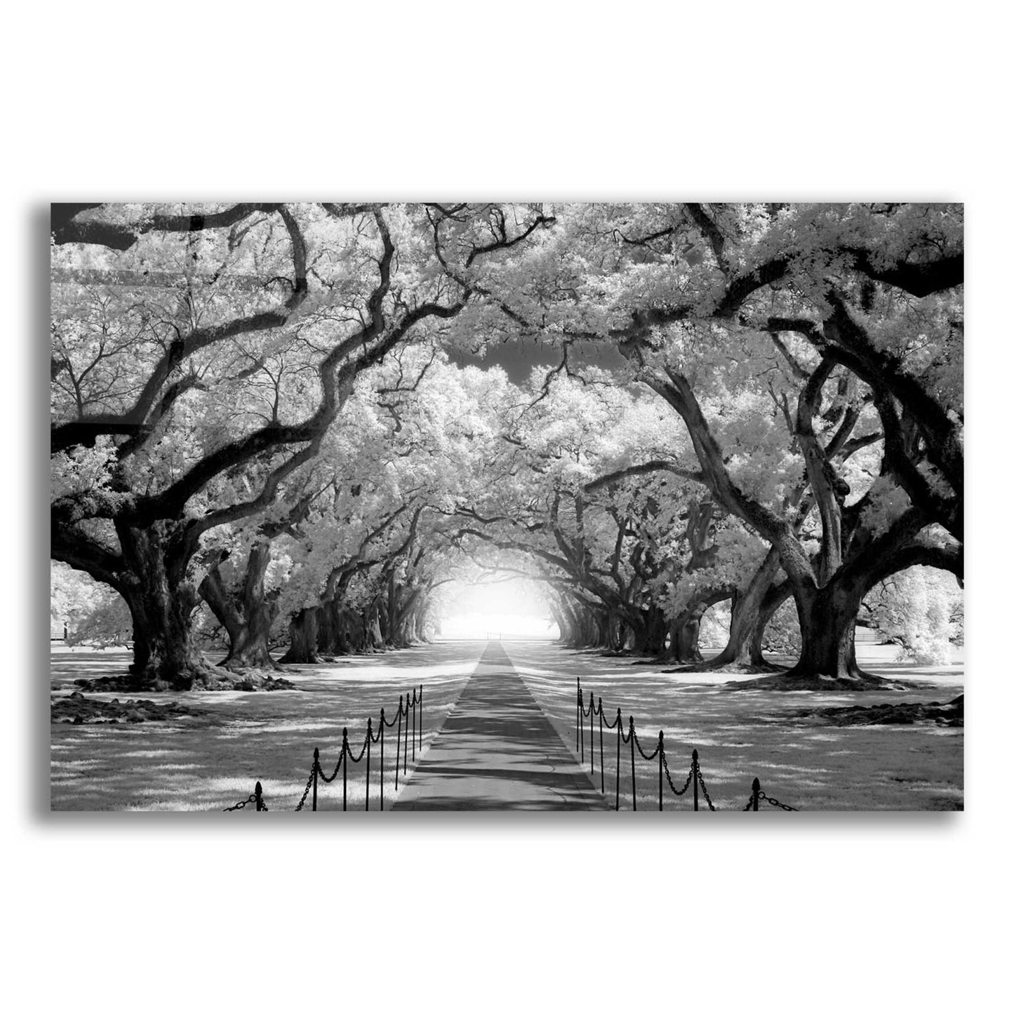 Epic Art 'Oak Alley inf CHECK' by Mike Jones, Acrylic Glass Wall Art,16x12