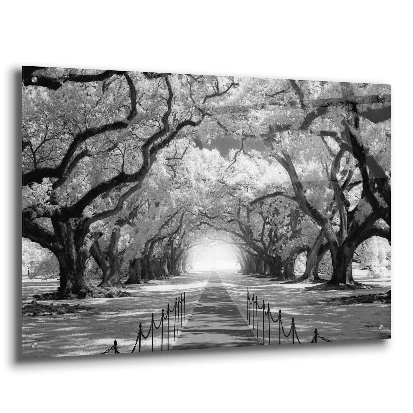 Epic Art 'Oak Alley inf CHECK' by Mike Jones, Acrylic Glass Wall Art,36x24