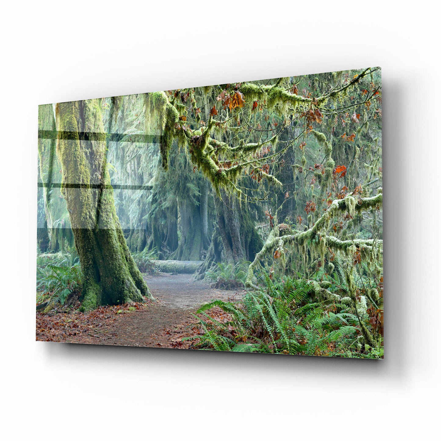 Epic Art 'Olympic NP Trail' by Mike Jones, Acrylic Glass Wall Art,16x12