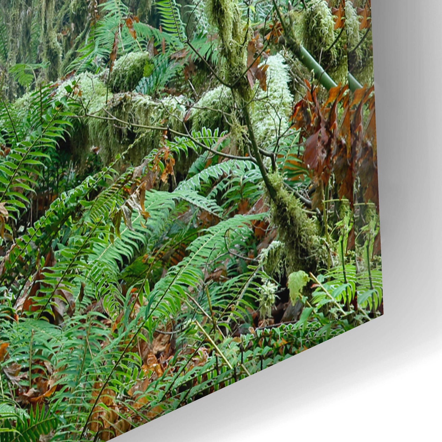 Epic Art 'Olympic NP Trail' by Mike Jones, Acrylic Glass Wall Art,16x12