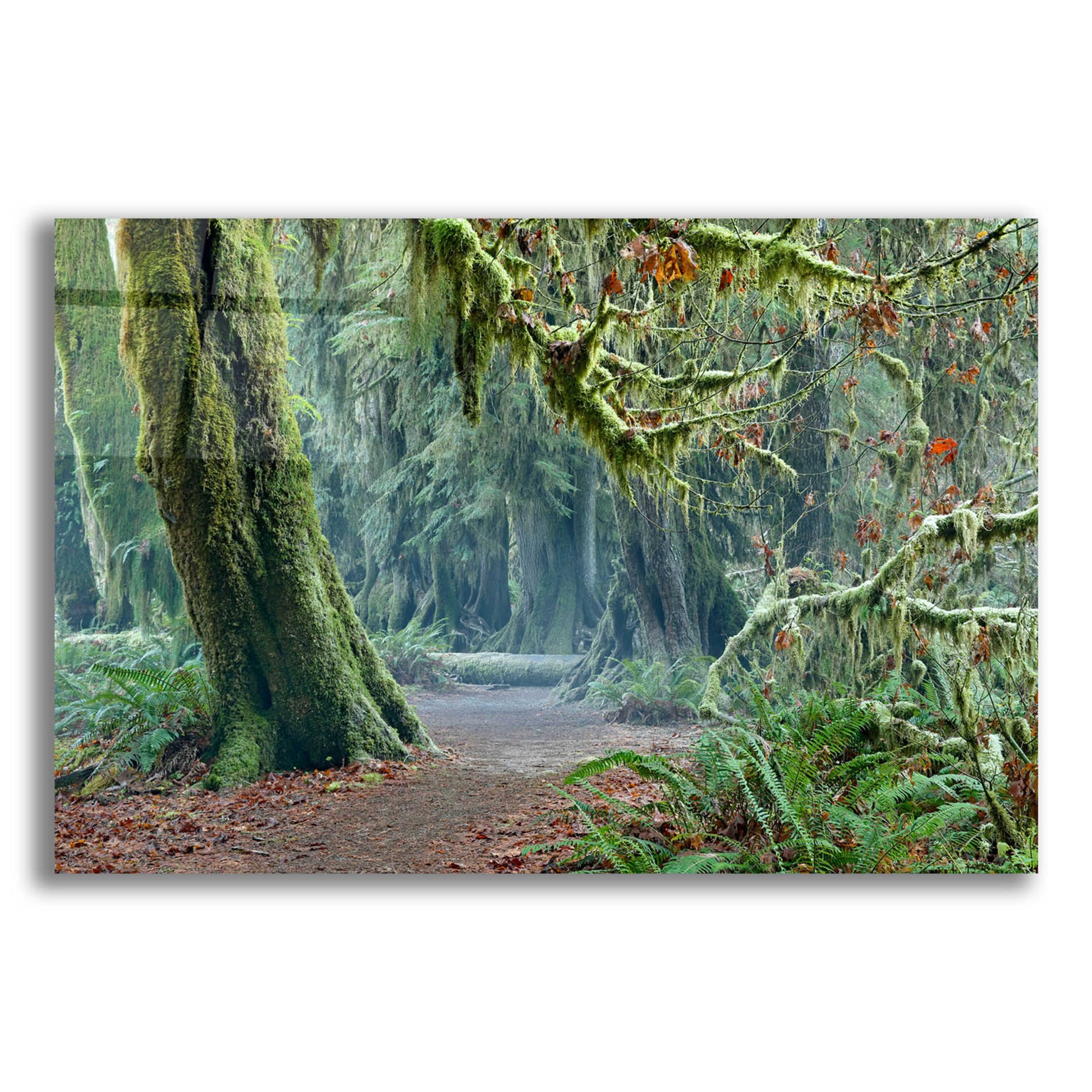 Epic Art 'Olympic NP Trail' by Mike Jones, Acrylic Glass Wall Art,16x12