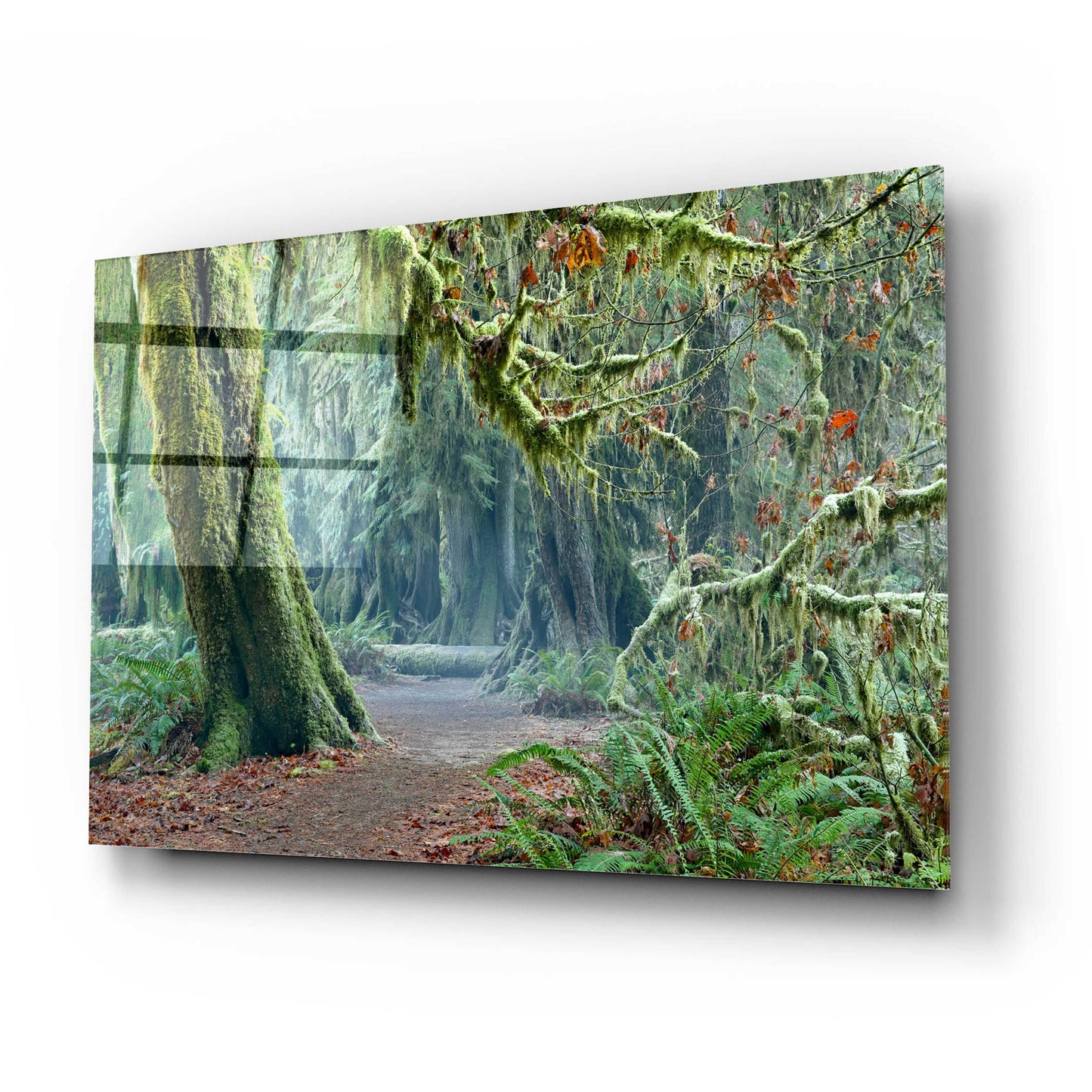 Epic Art 'Olympic NP Trail' by Mike Jones, Acrylic Glass Wall Art,24x16