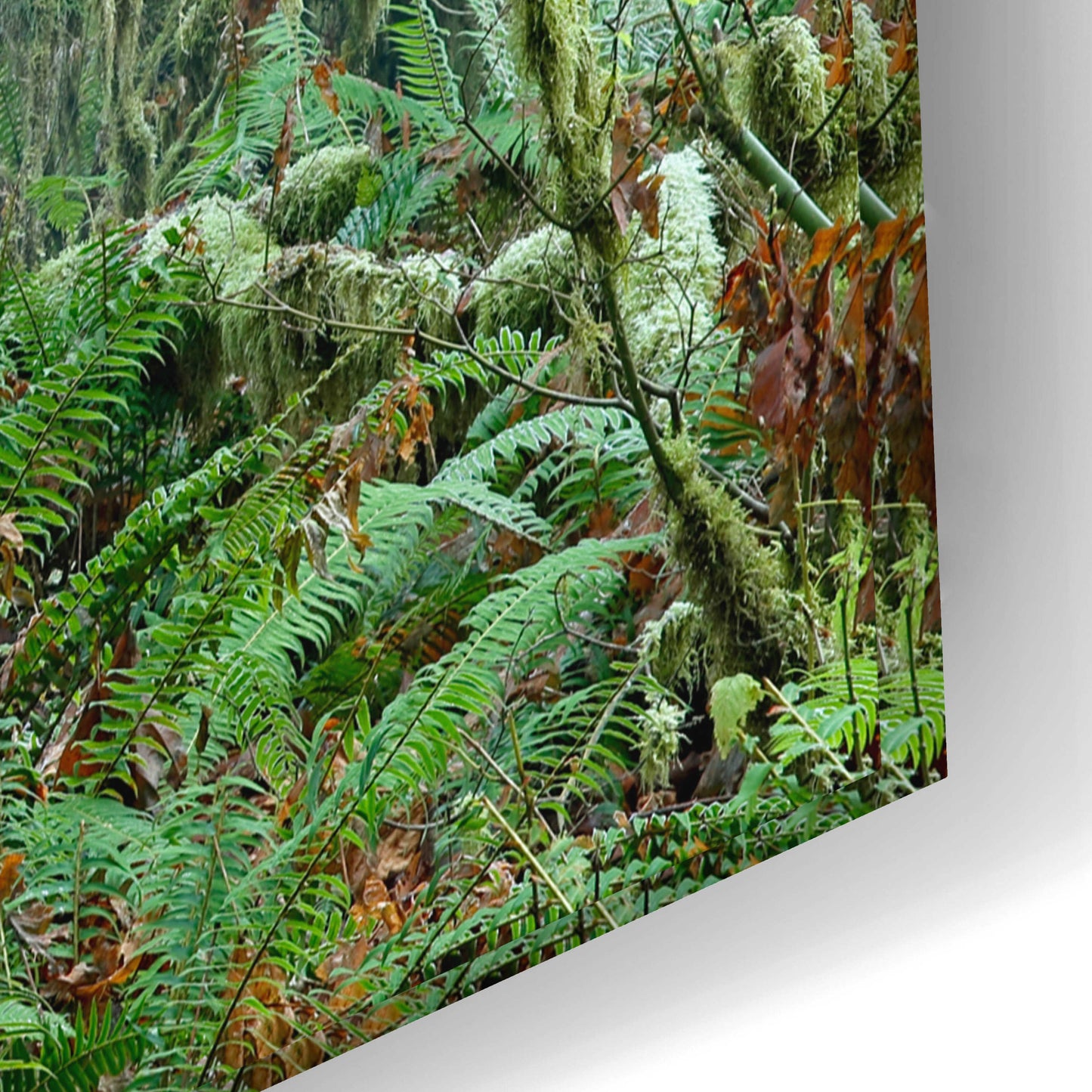 Epic Art 'Olympic NP Trail' by Mike Jones, Acrylic Glass Wall Art,24x16