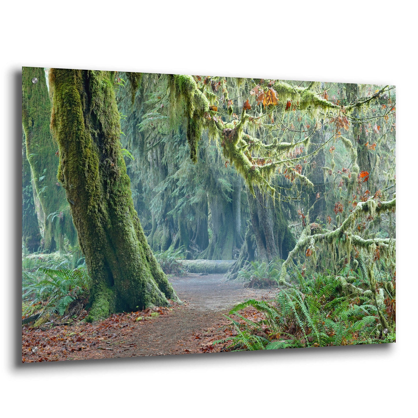 Epic Art 'Olympic NP Trail' by Mike Jones, Acrylic Glass Wall Art,36x24