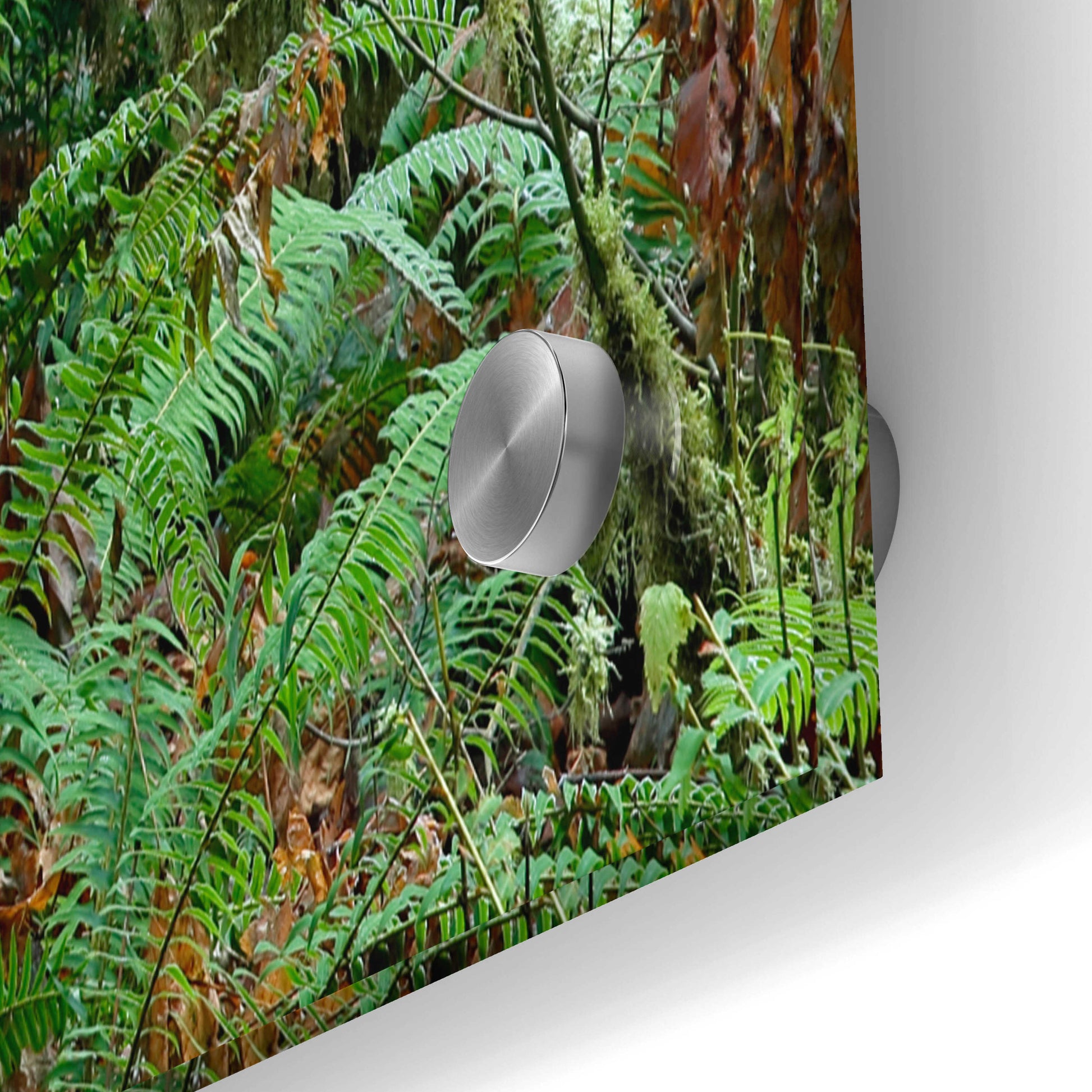 Epic Art 'Olympic NP Trail' by Mike Jones, Acrylic Glass Wall Art,36x24