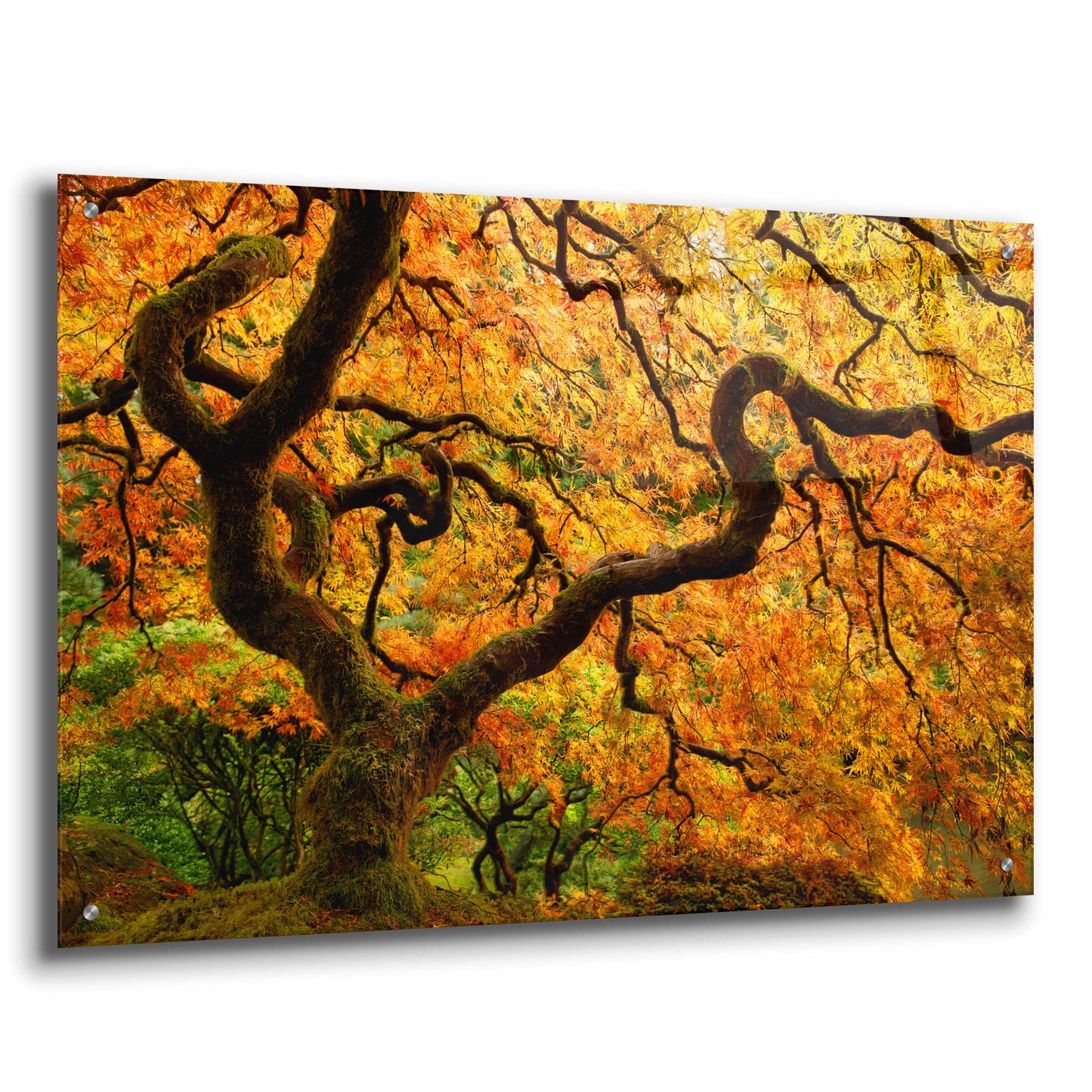 Epic Art 'Portland Japanese Garden' by Mike Jones, Acrylic Glass Wall Art,36x24